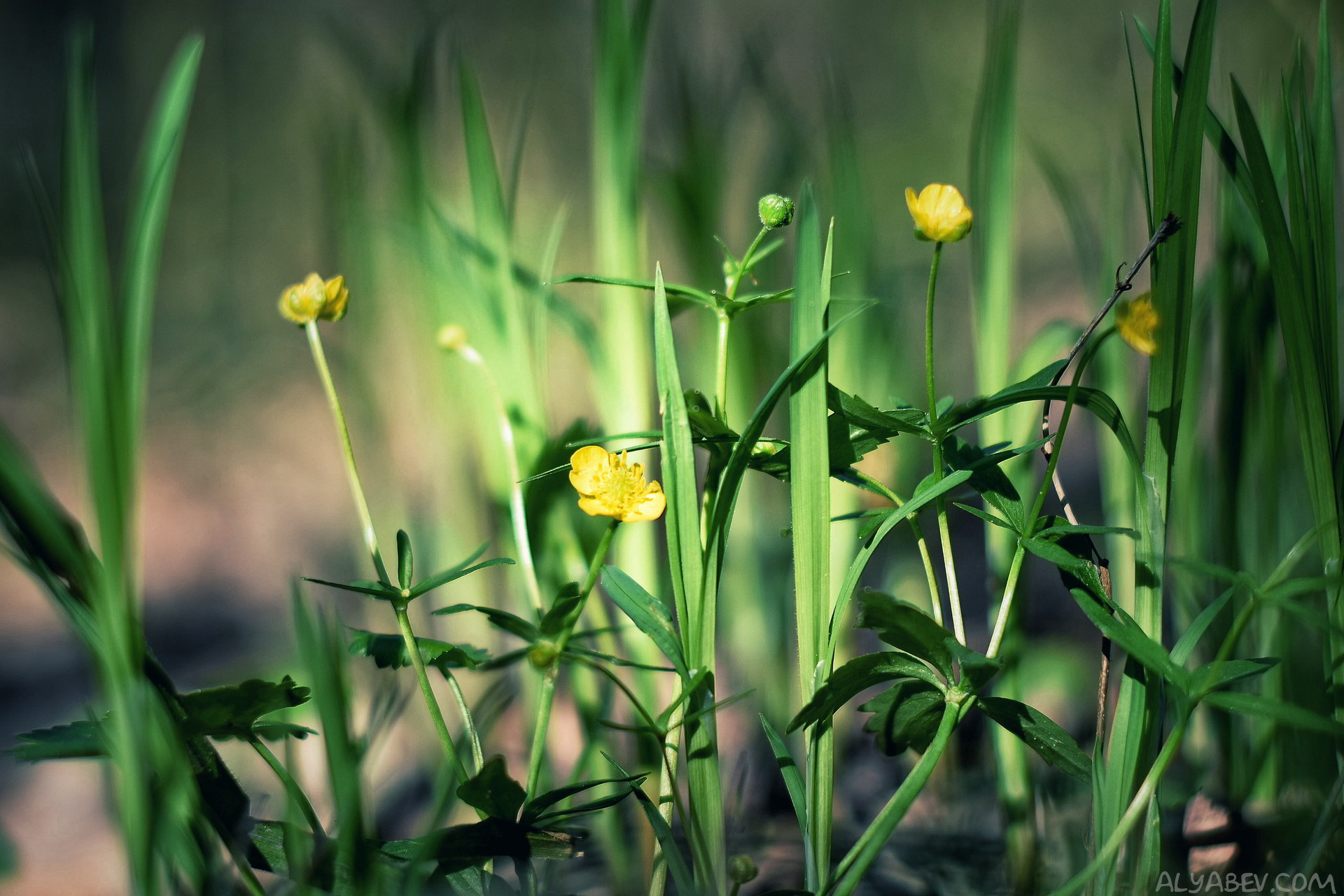 Handy-Wallpaper Blumen, Blume, Erde/natur kostenlos herunterladen.