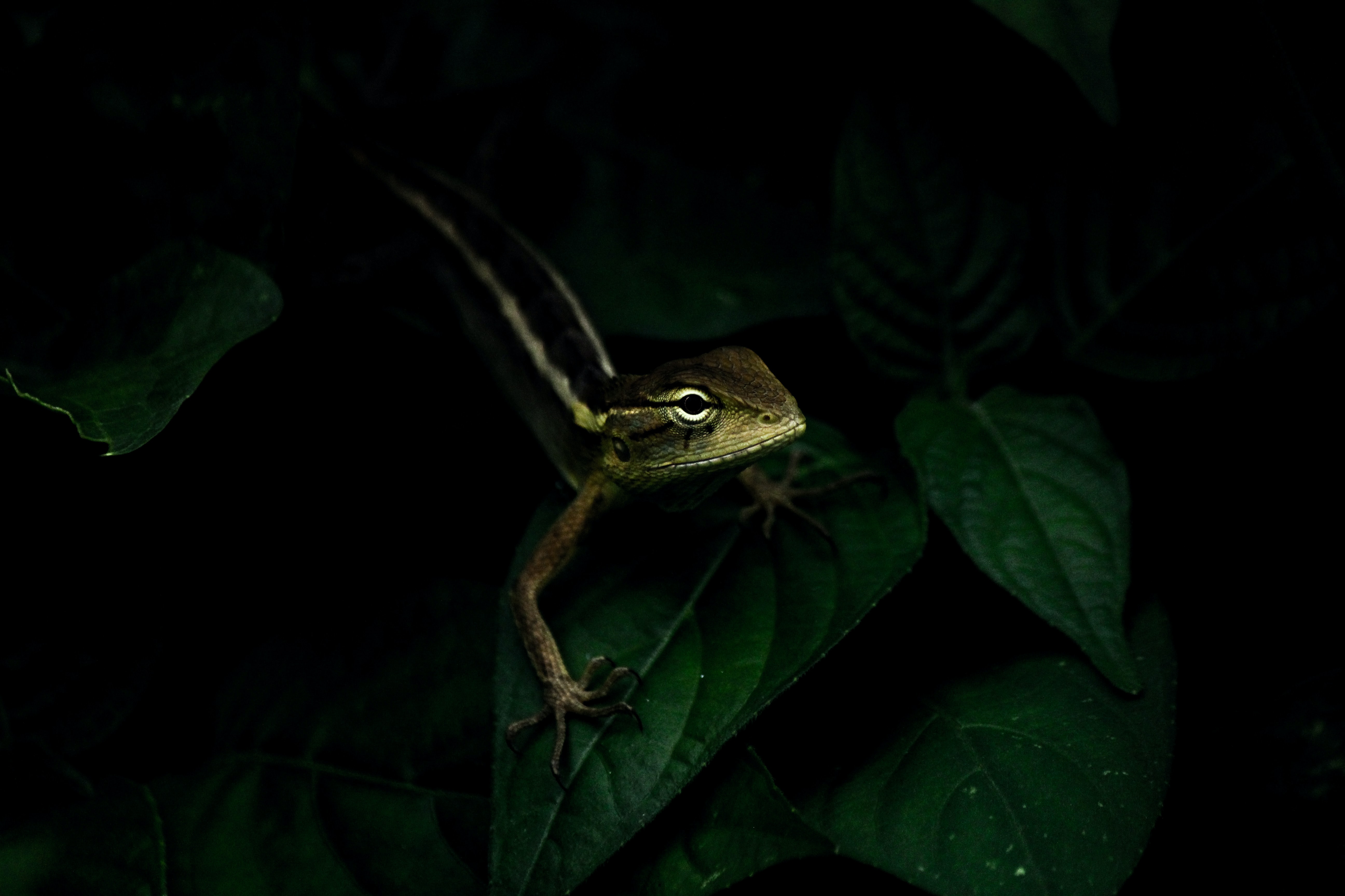 Download mobile wallpaper Reptile, Animals, Leaves, Lizard for free.