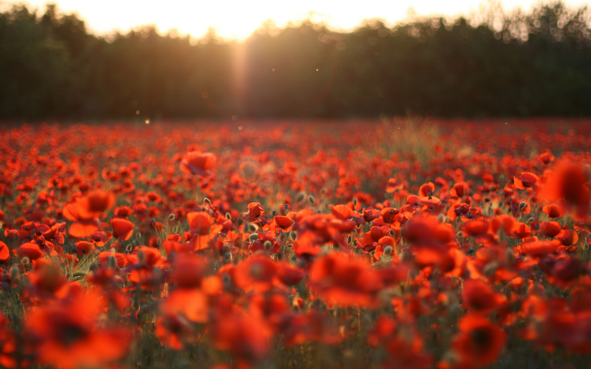 Download mobile wallpaper Earth, Poppy for free.