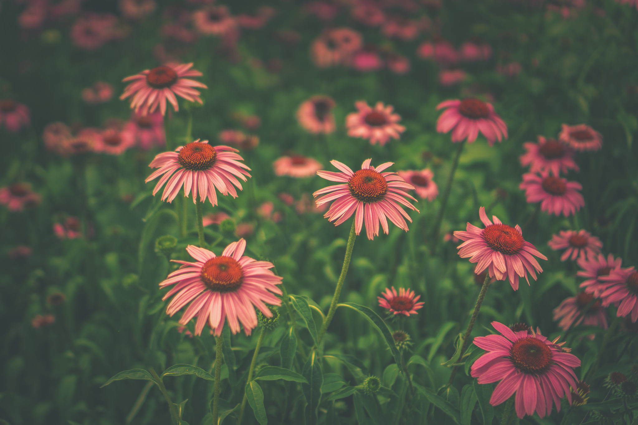 Descarga gratuita de fondo de pantalla para móvil de Naturaleza, Flores, Flor, Flor Rosa, Tierra/naturaleza.