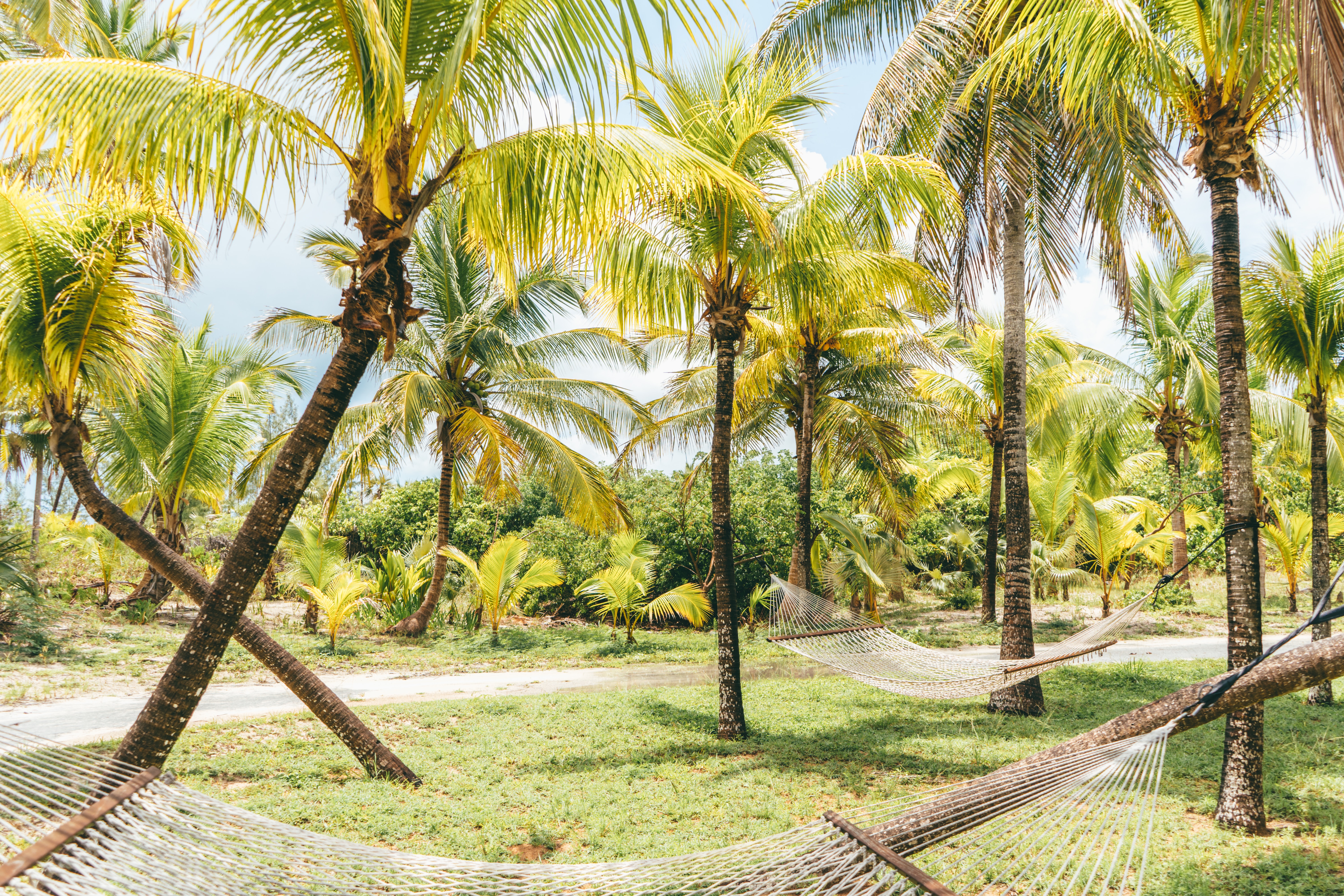 61759 télécharger le fond d'écran nature, palms, été, tropiques, hamacs, bahamas - économiseurs d'écran et images gratuitement