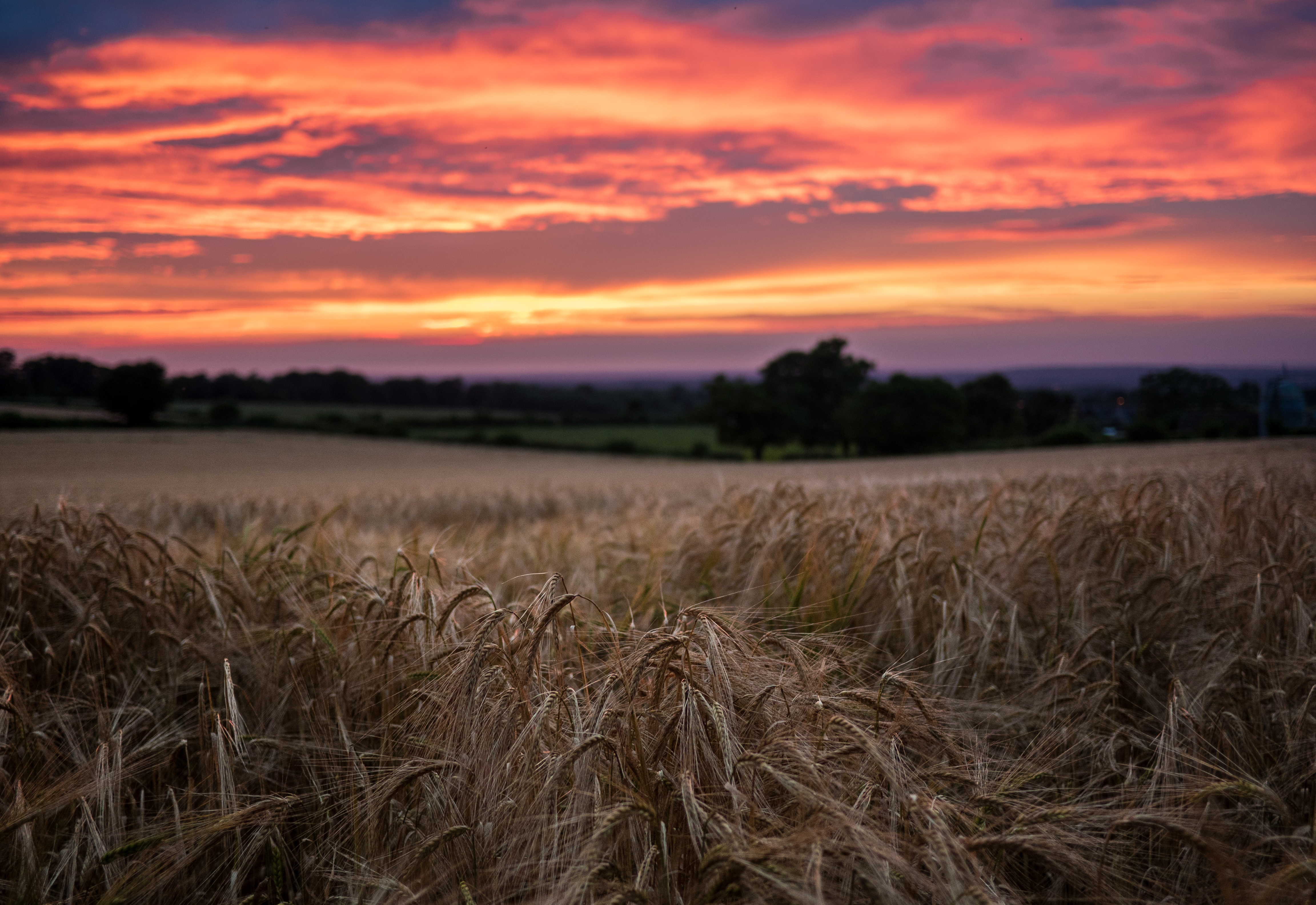 Download mobile wallpaper Nature, Sunset, Sky, Summer, Wheat, Earth, Field for free.
