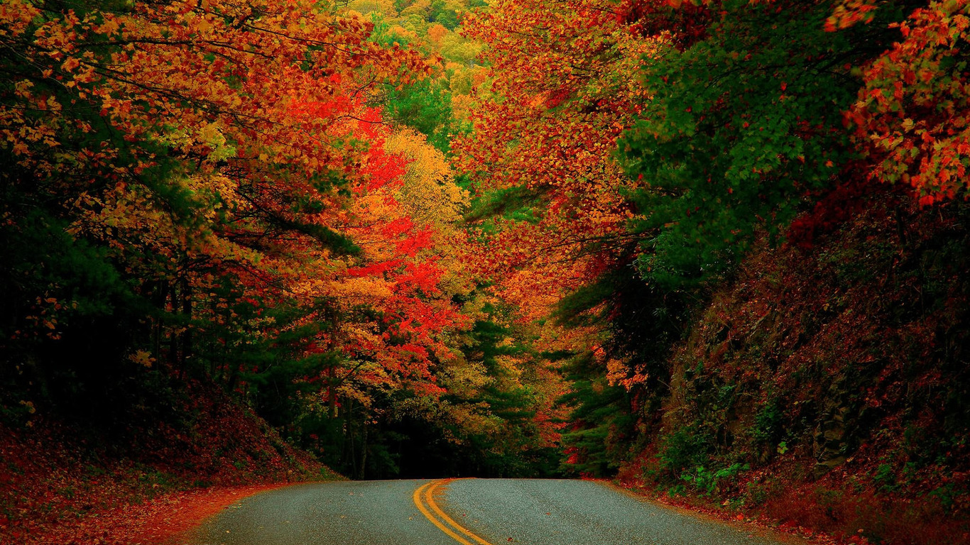Free download wallpaper Nature, Road, Forest, Tree, Fall, Earth, Colors, Man Made on your PC desktop