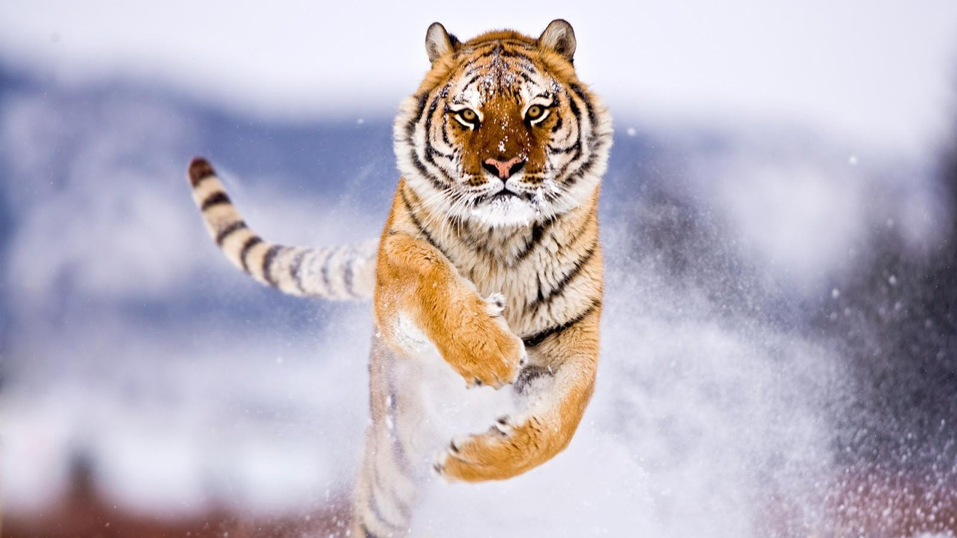 Laden Sie das Tiere, Tigers-Bild kostenlos auf Ihren PC-Desktop herunter