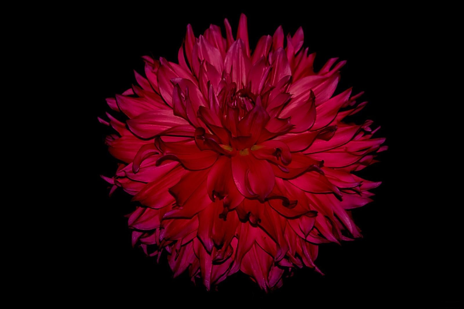 Téléchargez gratuitement l'image Fleurs, Fleur, Fermer, Dahlia, Fleur Rouge, La Nature, Terre/nature sur le bureau de votre PC