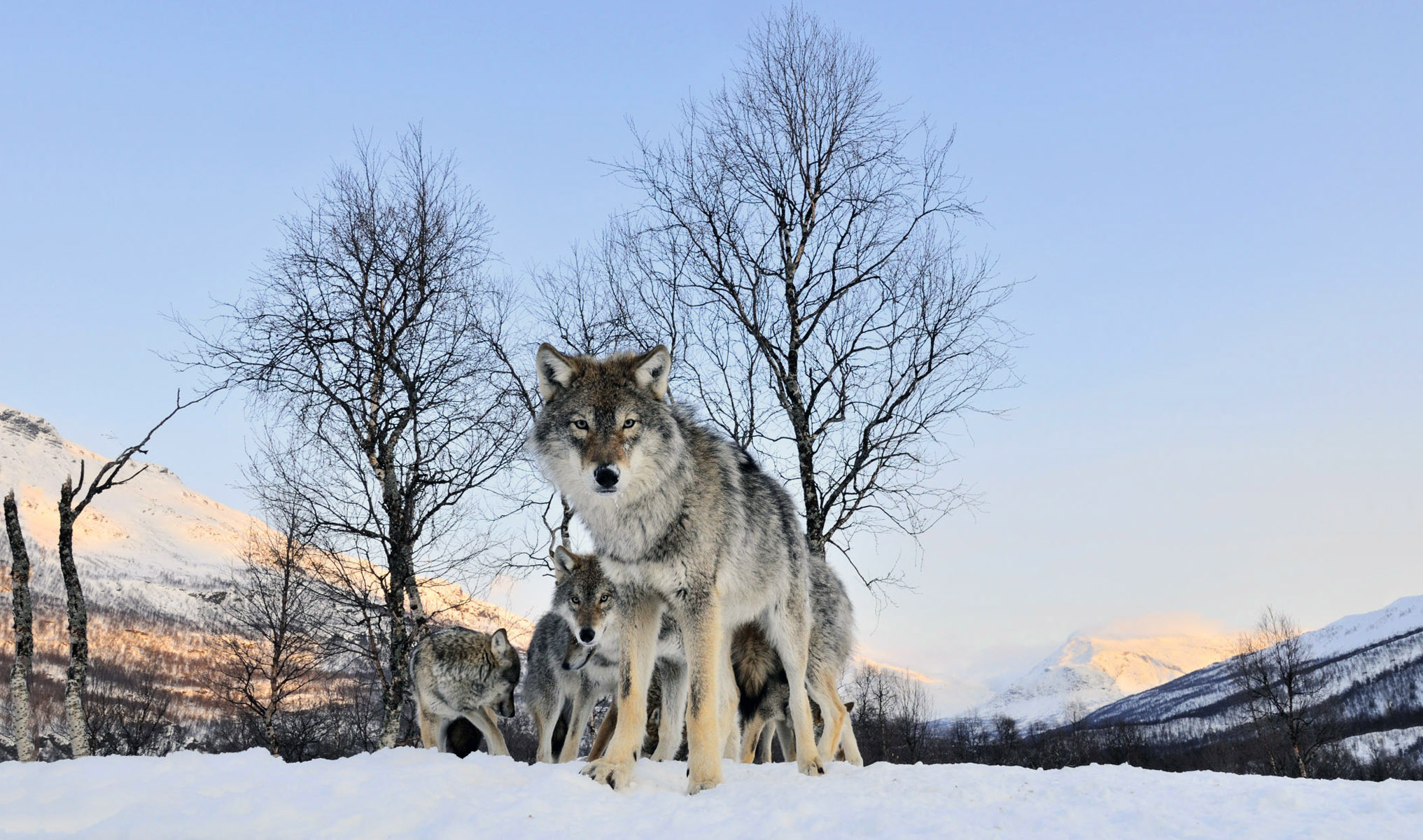 Скачать обои бесплатно Животные, Волки, Зима, Снег, Дерево, Волк картинка на рабочий стол ПК