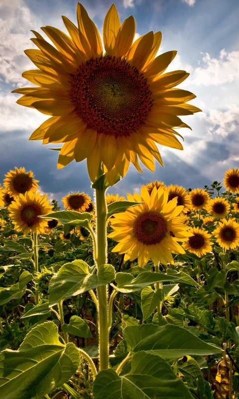 Download mobile wallpaper Nature, Flowers, Summer, Flower, Plant, Earth, Sunflower, Yellow Flower for free.