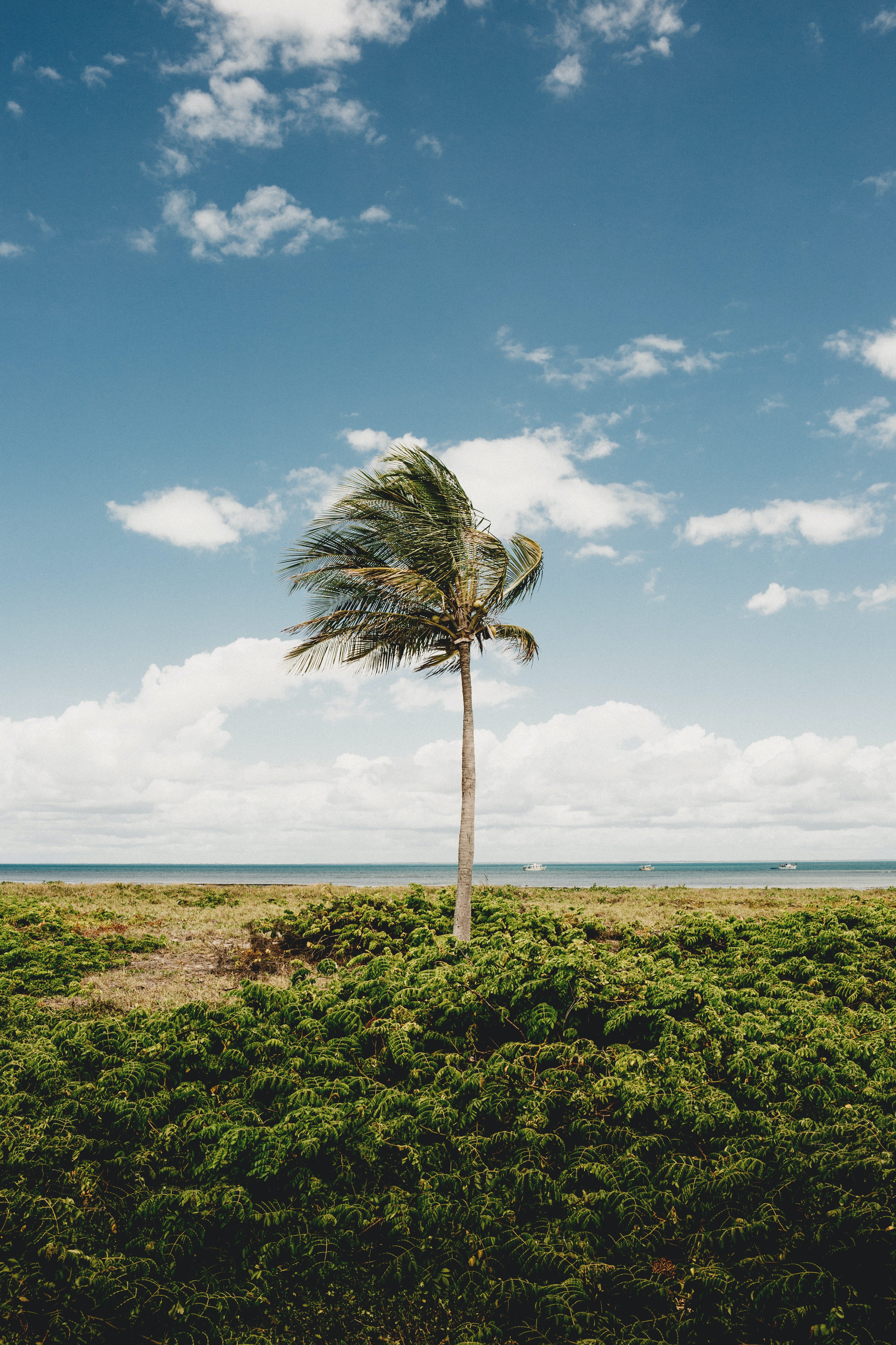 Laden Sie das Küste, Holz, Baum, Palm, Natur, Palme, Tropen-Bild kostenlos auf Ihren PC-Desktop herunter