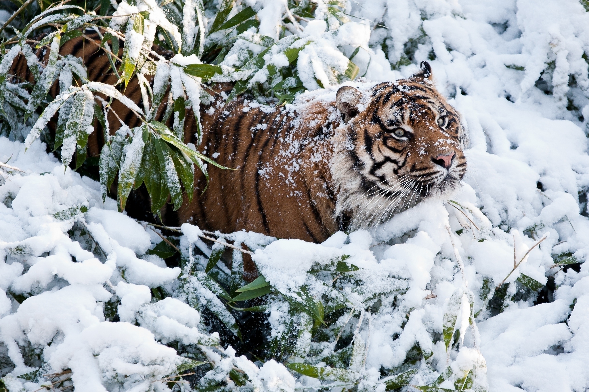 Free download wallpaper Animals, Snow, Muzzle, Tiger, Climb on your PC desktop