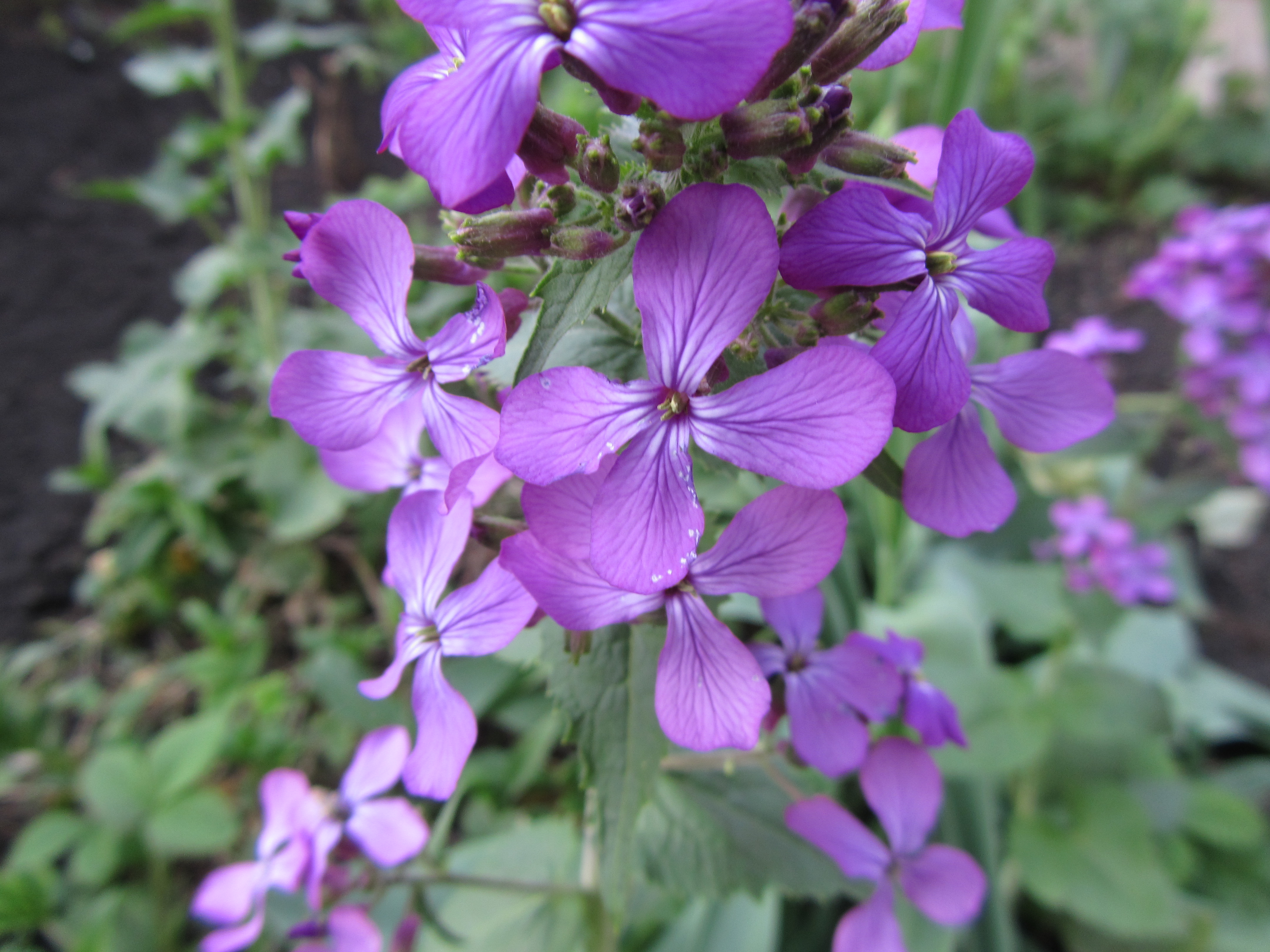 Téléchargez gratuitement l'image Fleurs, Fleur, Terre/nature sur le bureau de votre PC