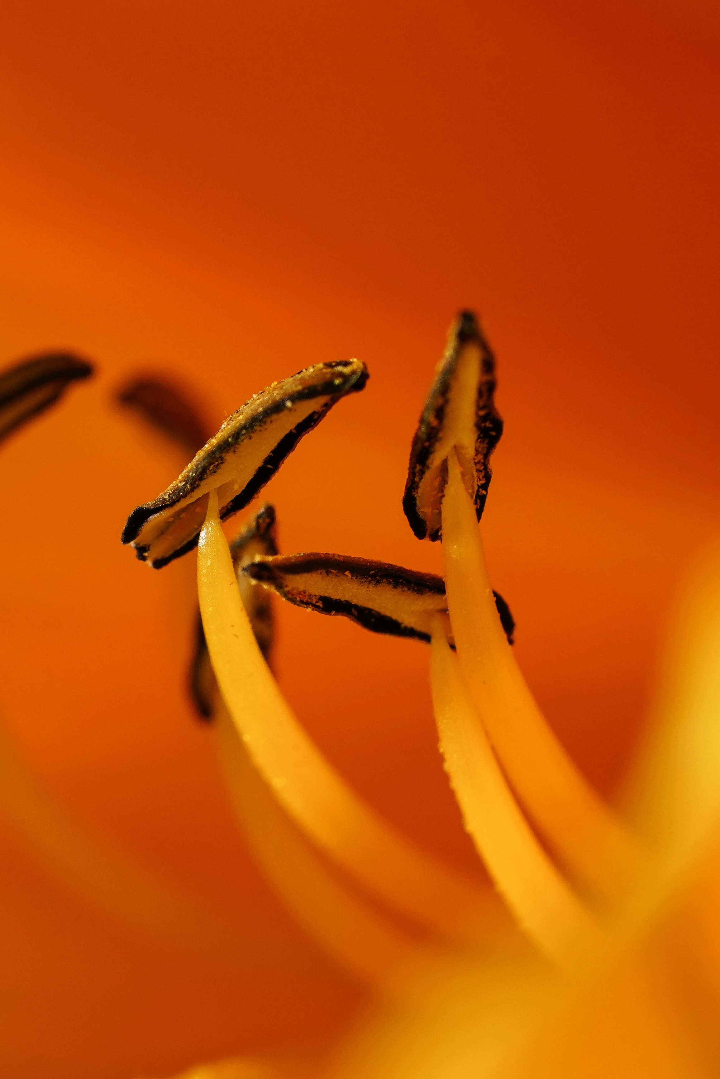 Скачать обои бесплатно Пыльца, Оранжевый, Макро, Цветок картинка на рабочий стол ПК