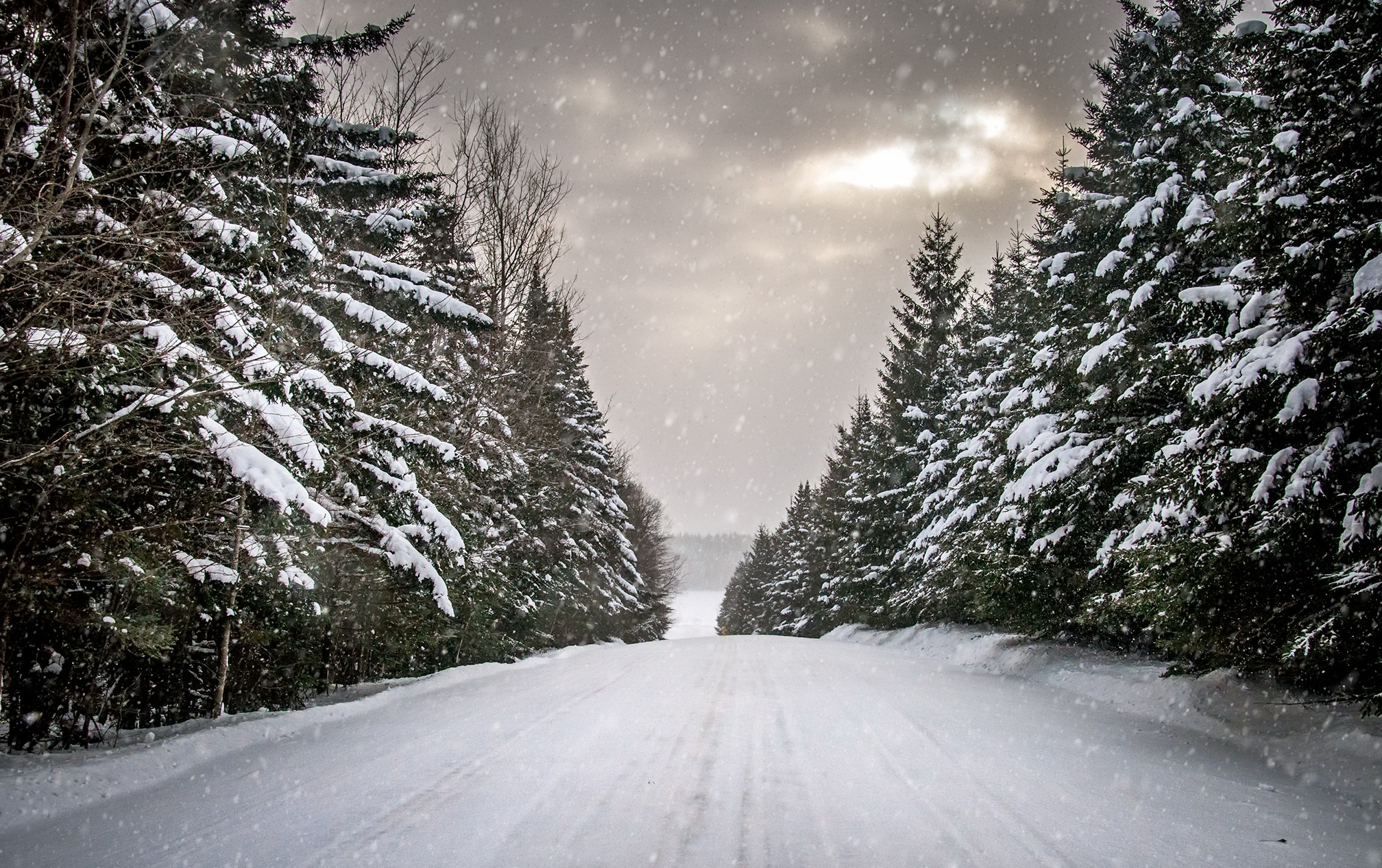 Скачать картинку Зима, Природа, Снег, Дерево, Снегопад, Земля/природа в телефон бесплатно.