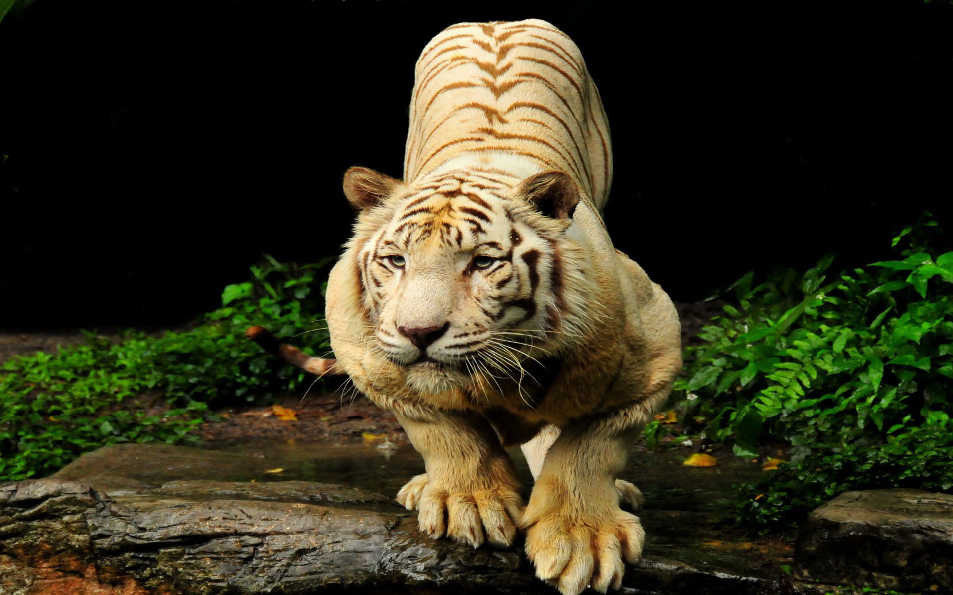 Baixar papel de parede para celular de Tigre Branco, Gatos, Animais gratuito.