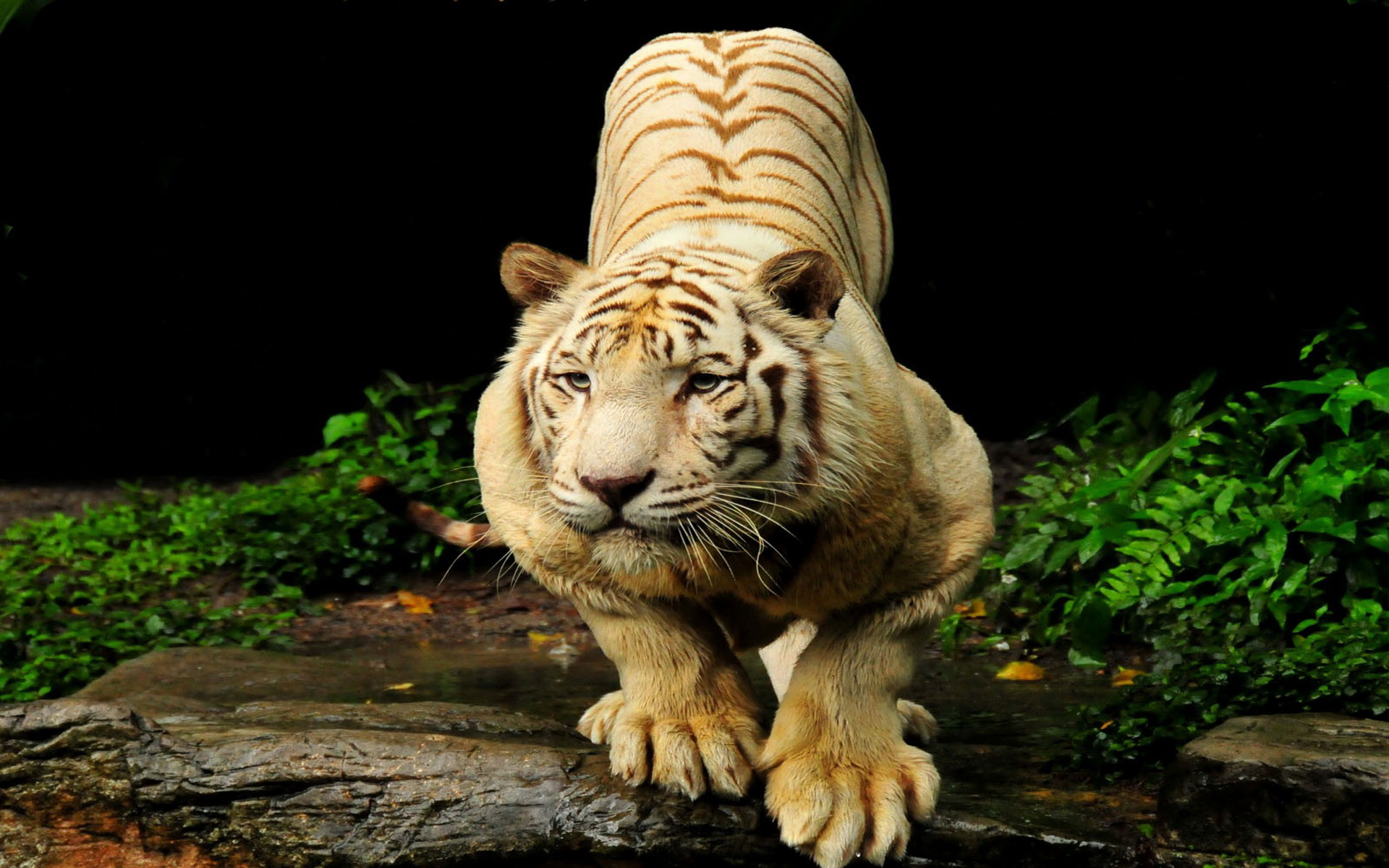 Descarga gratuita de fondo de pantalla para móvil de Tigre Blanco, Gatos, Animales.