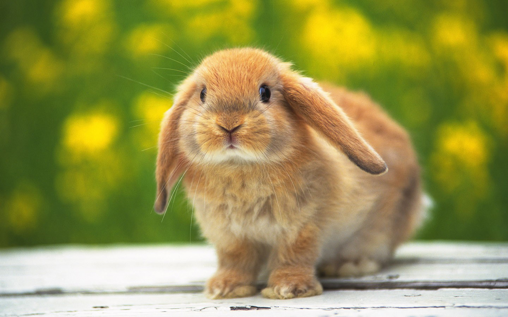 22386 descargar imagen animales, conejos: fondos de pantalla y protectores de pantalla gratis