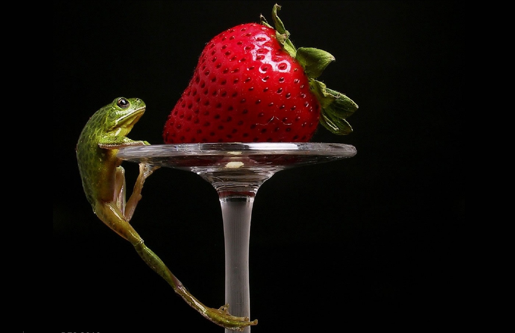 Laden Sie das Tiere, Erdbeere, Frosch-Bild kostenlos auf Ihren PC-Desktop herunter
