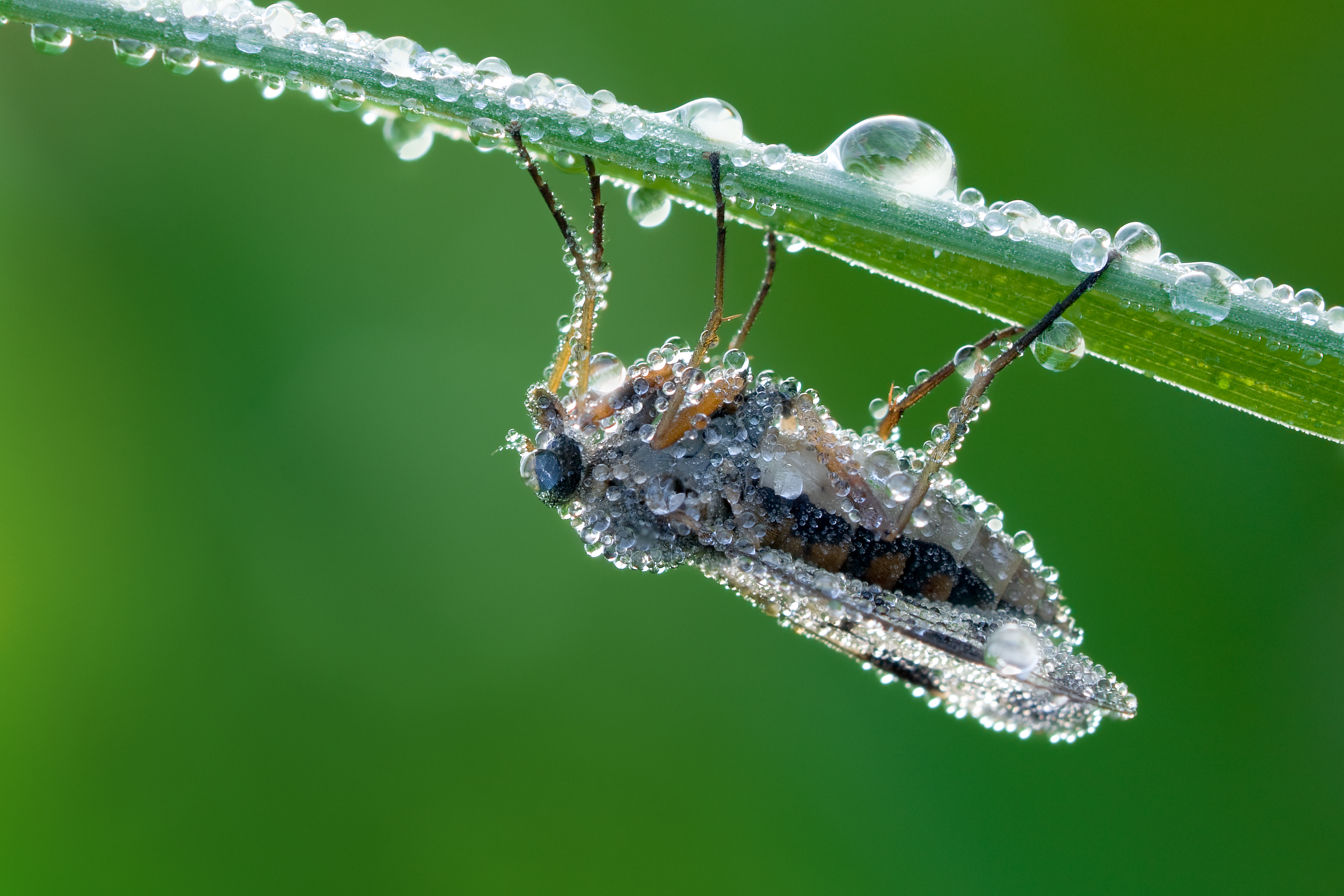 Free download wallpaper Animal, Dew, Fly on your PC desktop