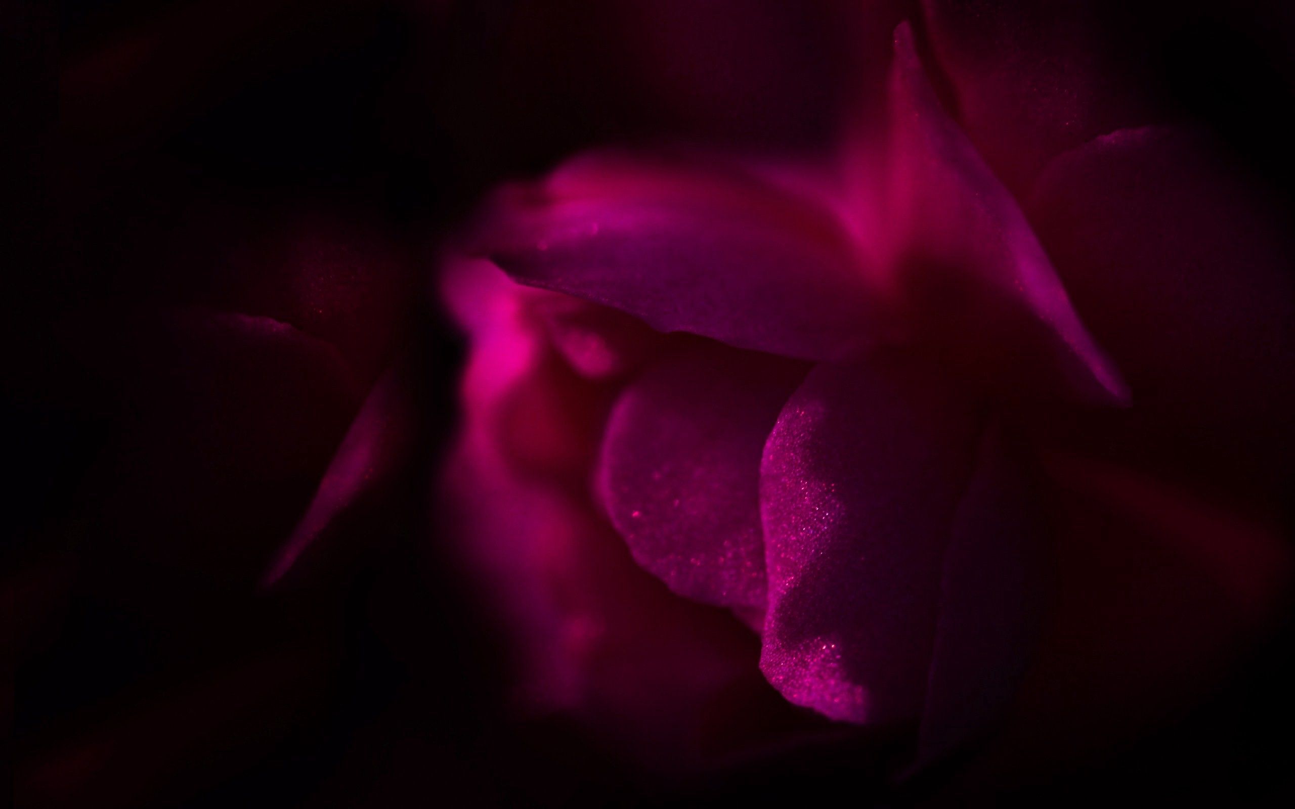 Free download wallpaper Flower, Petals, Dark on your PC desktop