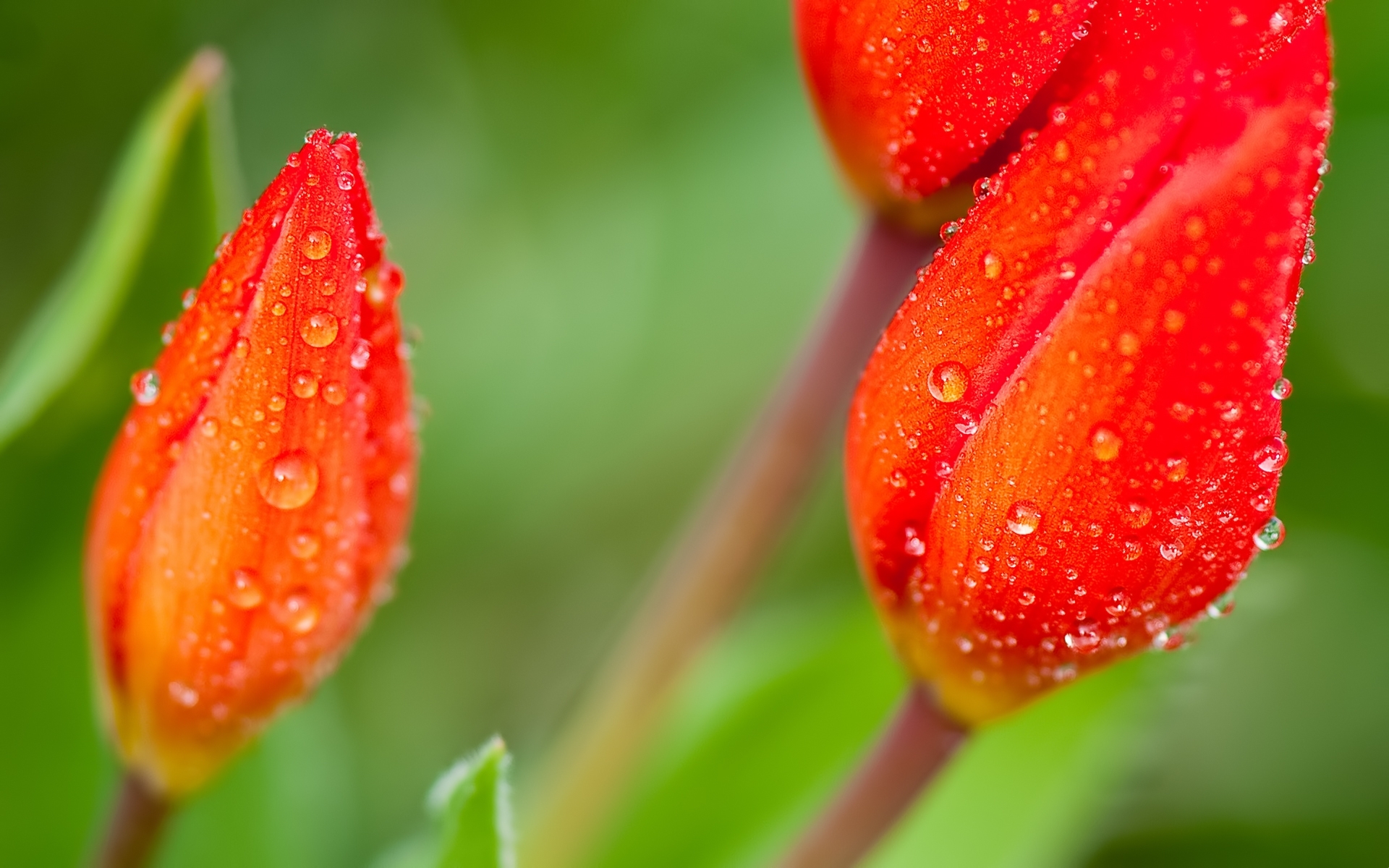 Laden Sie das Blumen, Drops, Pflanzen-Bild kostenlos auf Ihren PC-Desktop herunter