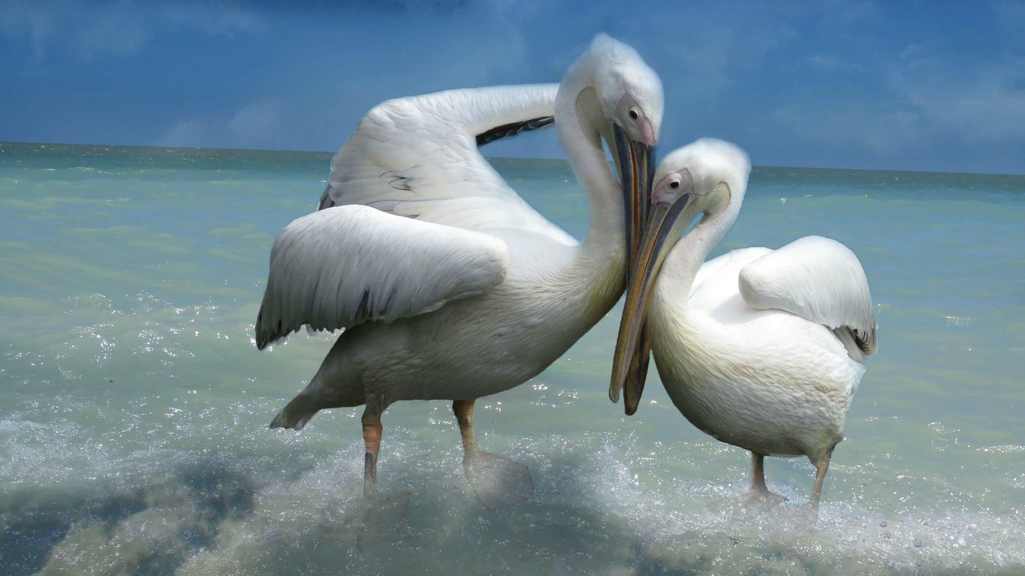 Download mobile wallpaper Birds, Bird, Animal, Pelican, Baby Animal for free.