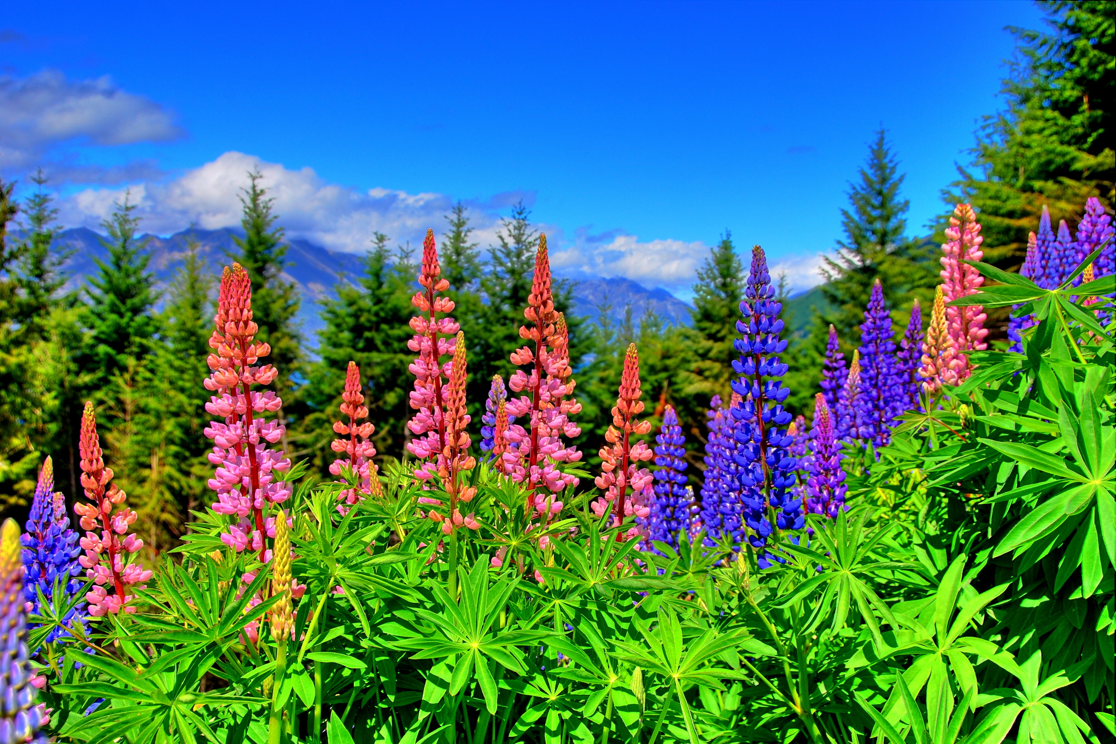Free download wallpaper Grass, Flower, Earth, Lupine, Purple Flower, Pink Flower on your PC desktop