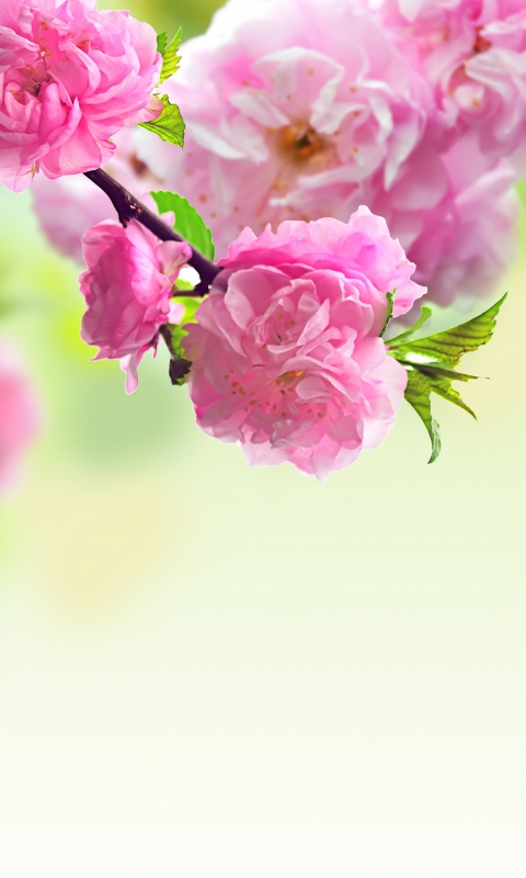 Download mobile wallpaper Flowers, Earth, Blossom for free.