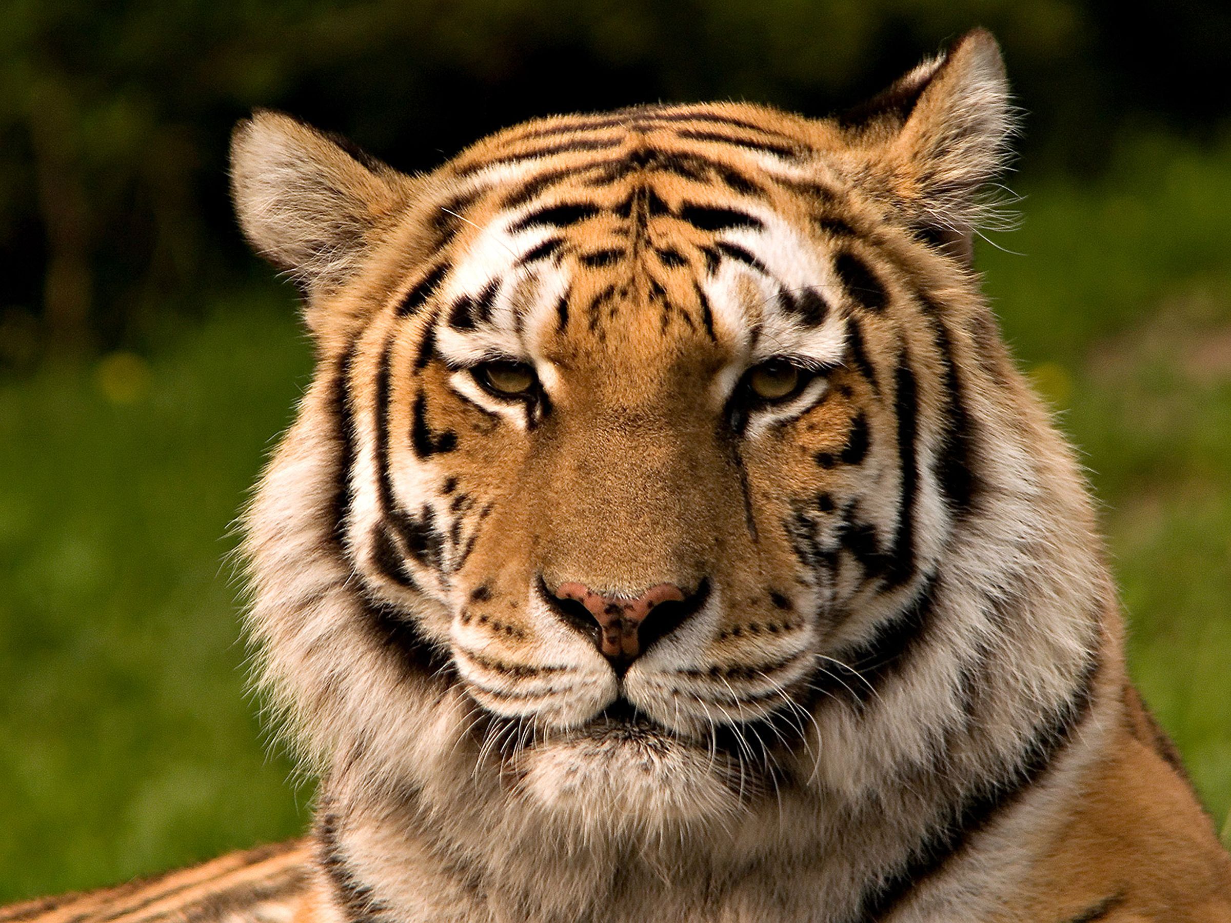 Baixe gratuitamente a imagem Animais, Gatos, Tigre na área de trabalho do seu PC