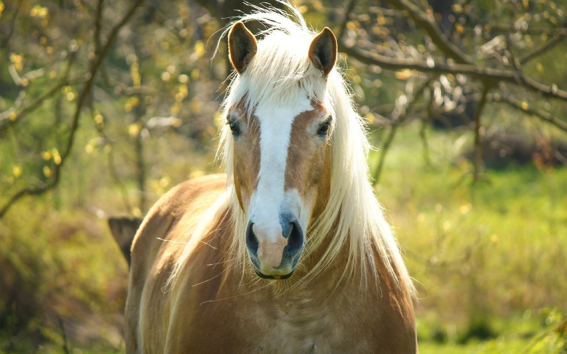 Descarga gratis la imagen Animales, Caballo en el escritorio de tu PC