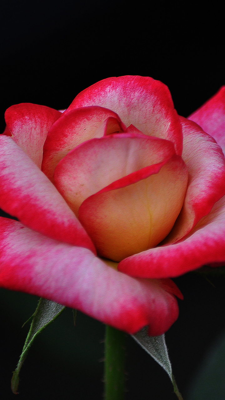 1139841 Hintergrundbild herunterladen erde/natur, rose, nahansicht, blume, pinke rose, stengel, blumen - Bildschirmschoner und Bilder kostenlos