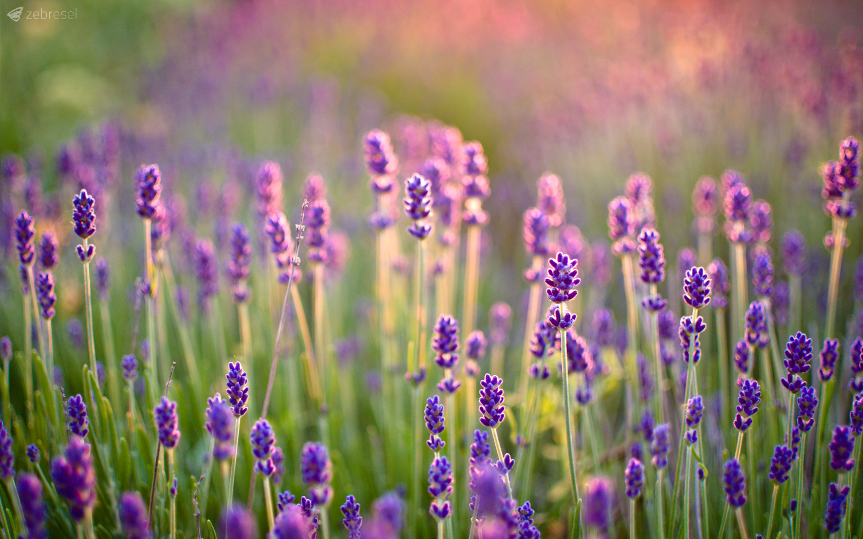 Handy-Wallpaper Lavendel, Blumen, Erde/natur kostenlos herunterladen.