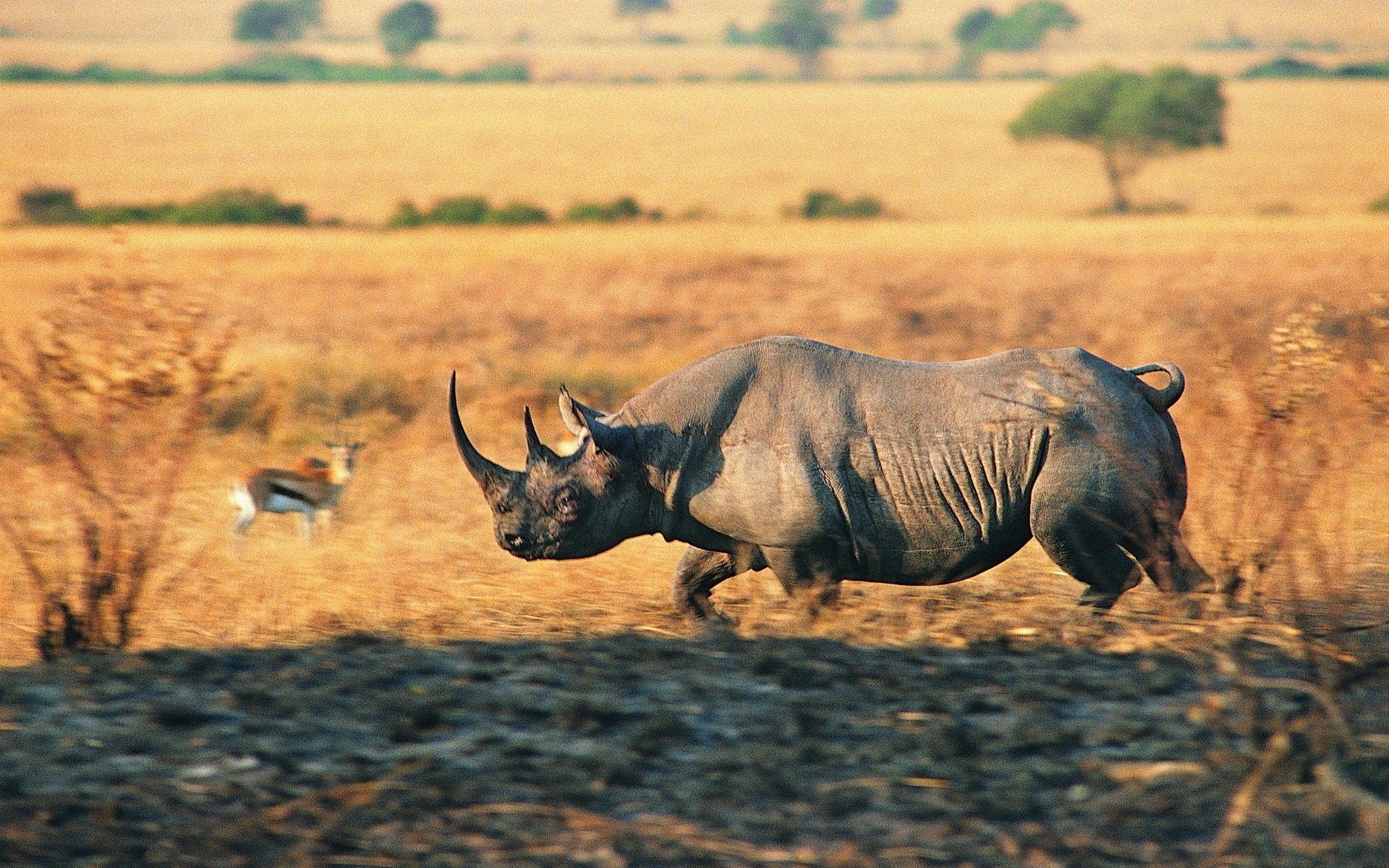 263619 descargar fondo de pantalla animales, rinoceronte, rinoceronte de carga: protectores de pantalla e imágenes gratis