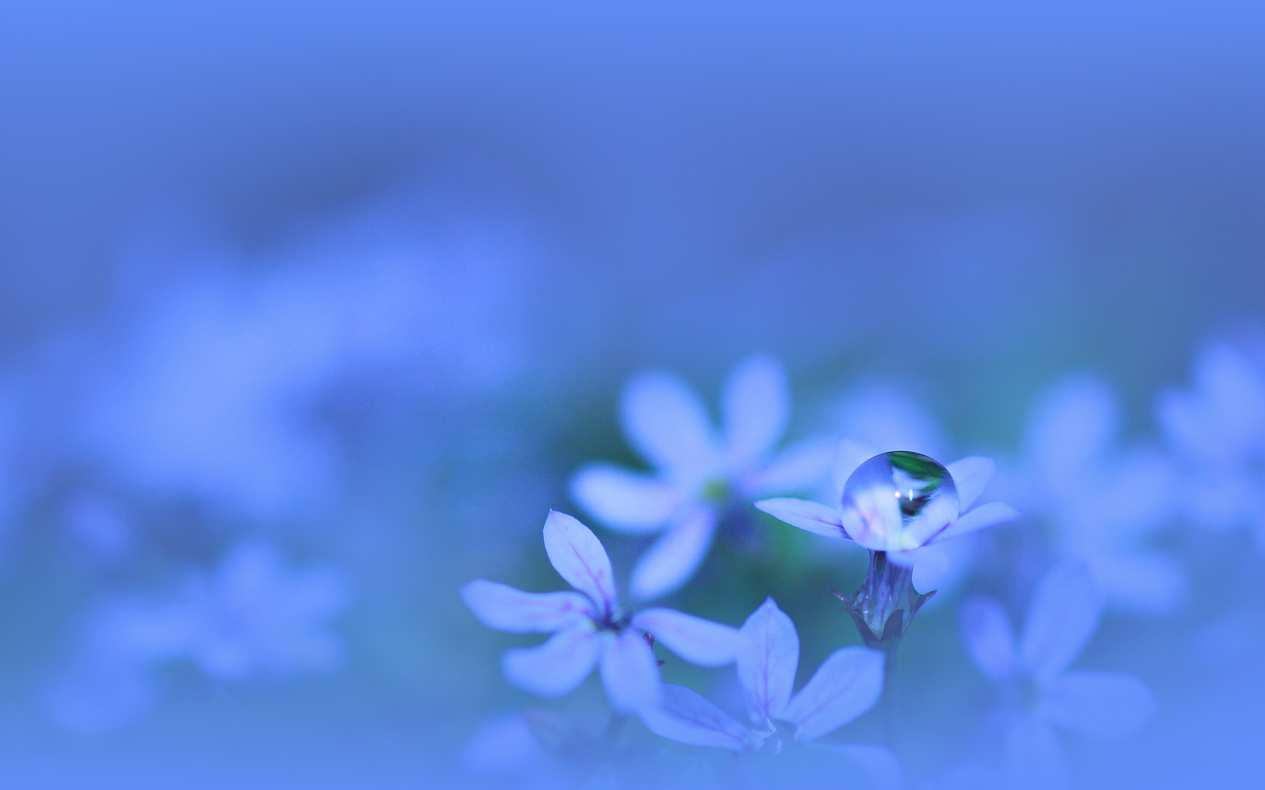 Téléchargez gratuitement l'image Fleurs, Fleur, Terre/nature sur le bureau de votre PC