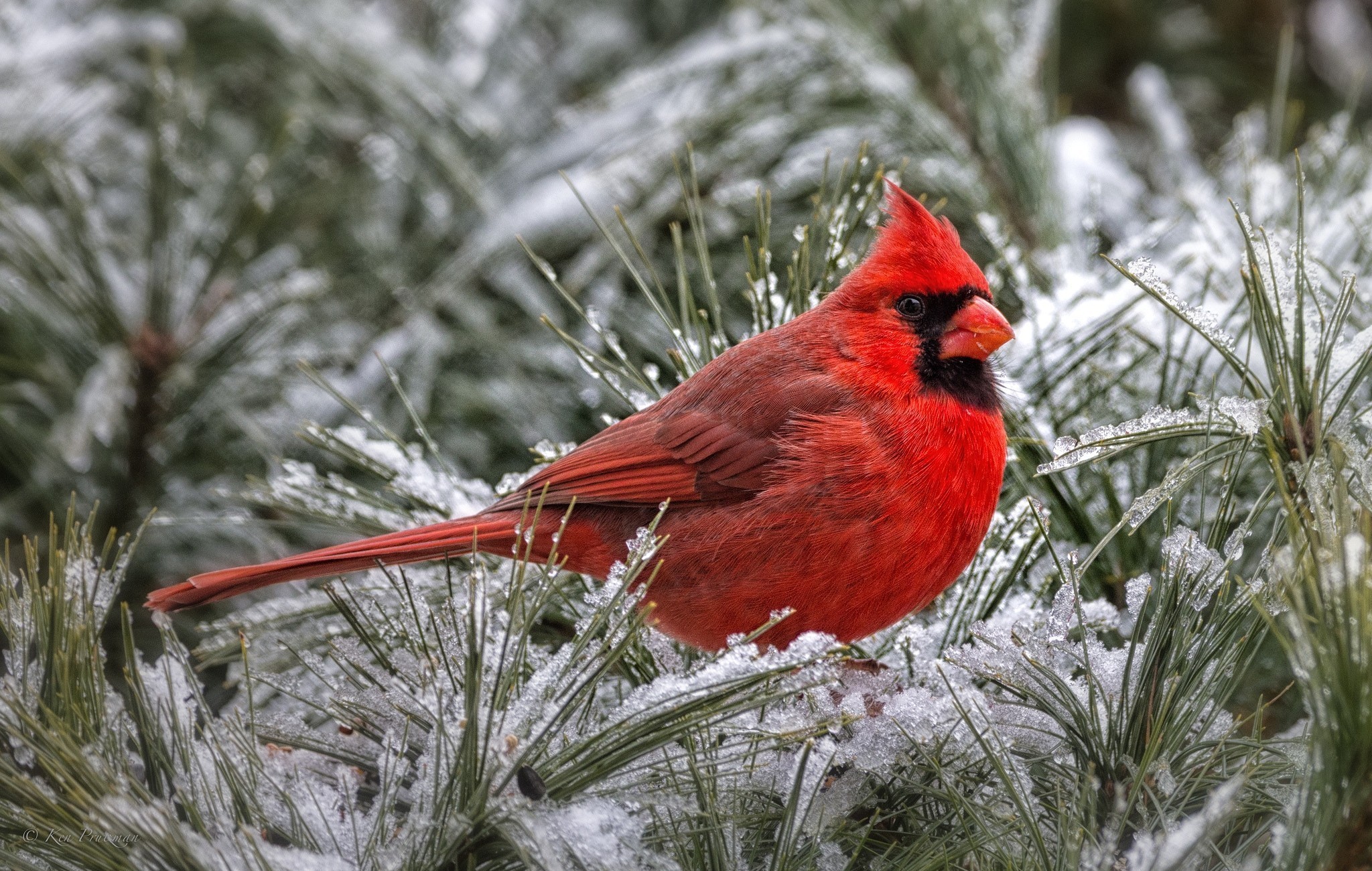291611 descargar fondo de pantalla animales, cardenal, aves: protectores de pantalla e imágenes gratis