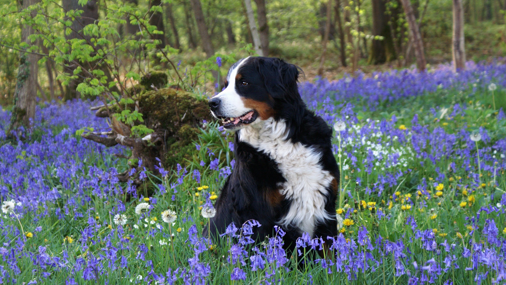 animal, bernese mountain dog, dog, flower, dogs