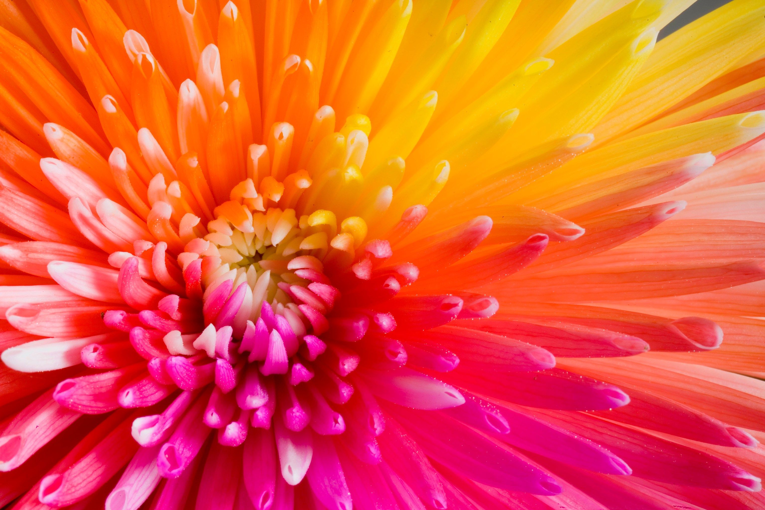 Free download wallpaper Flowers, Close Up, Earth, Colors, Colorful, Dahlia on your PC desktop