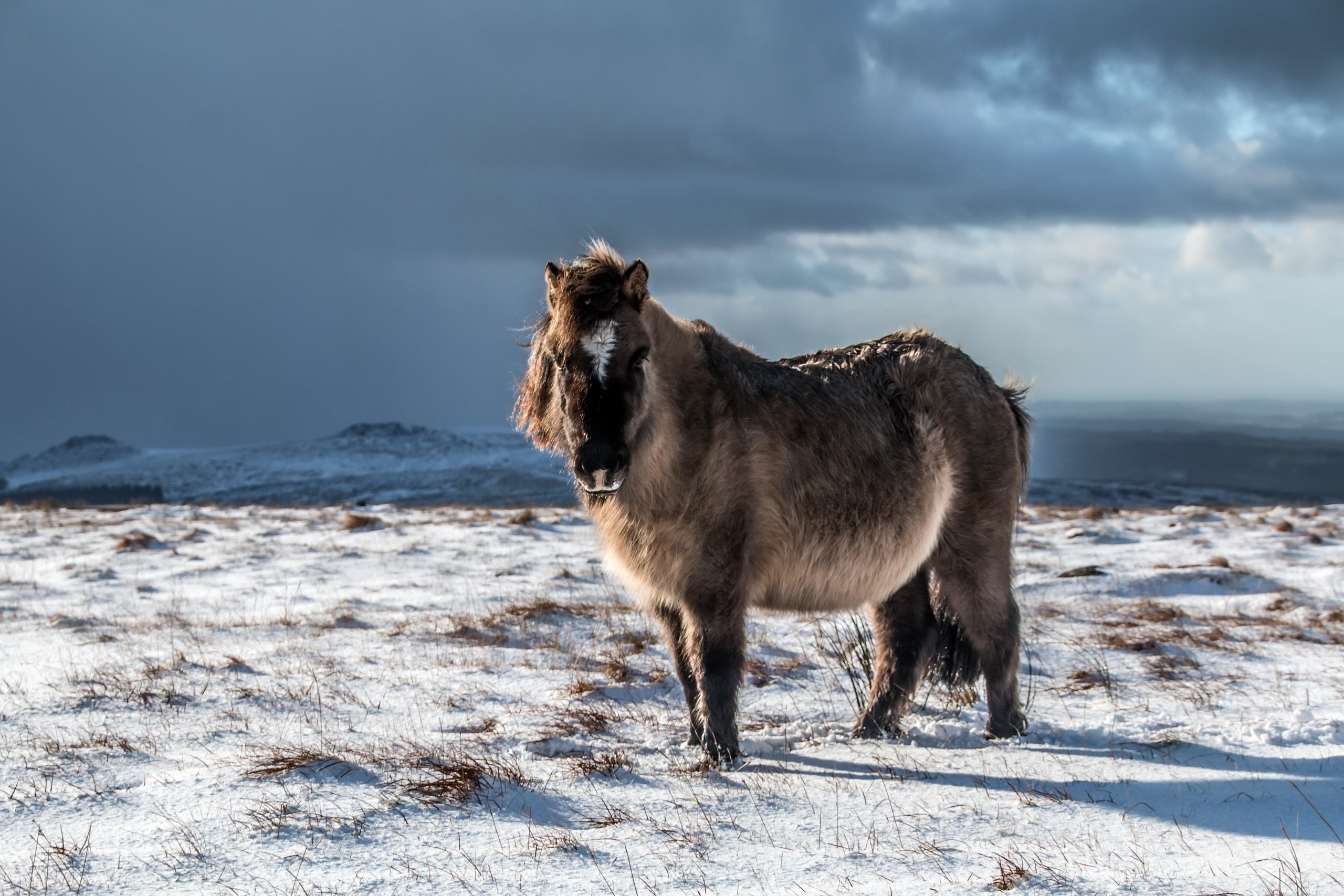 Download mobile wallpaper Winter, Snow, Animal, Horse for free.