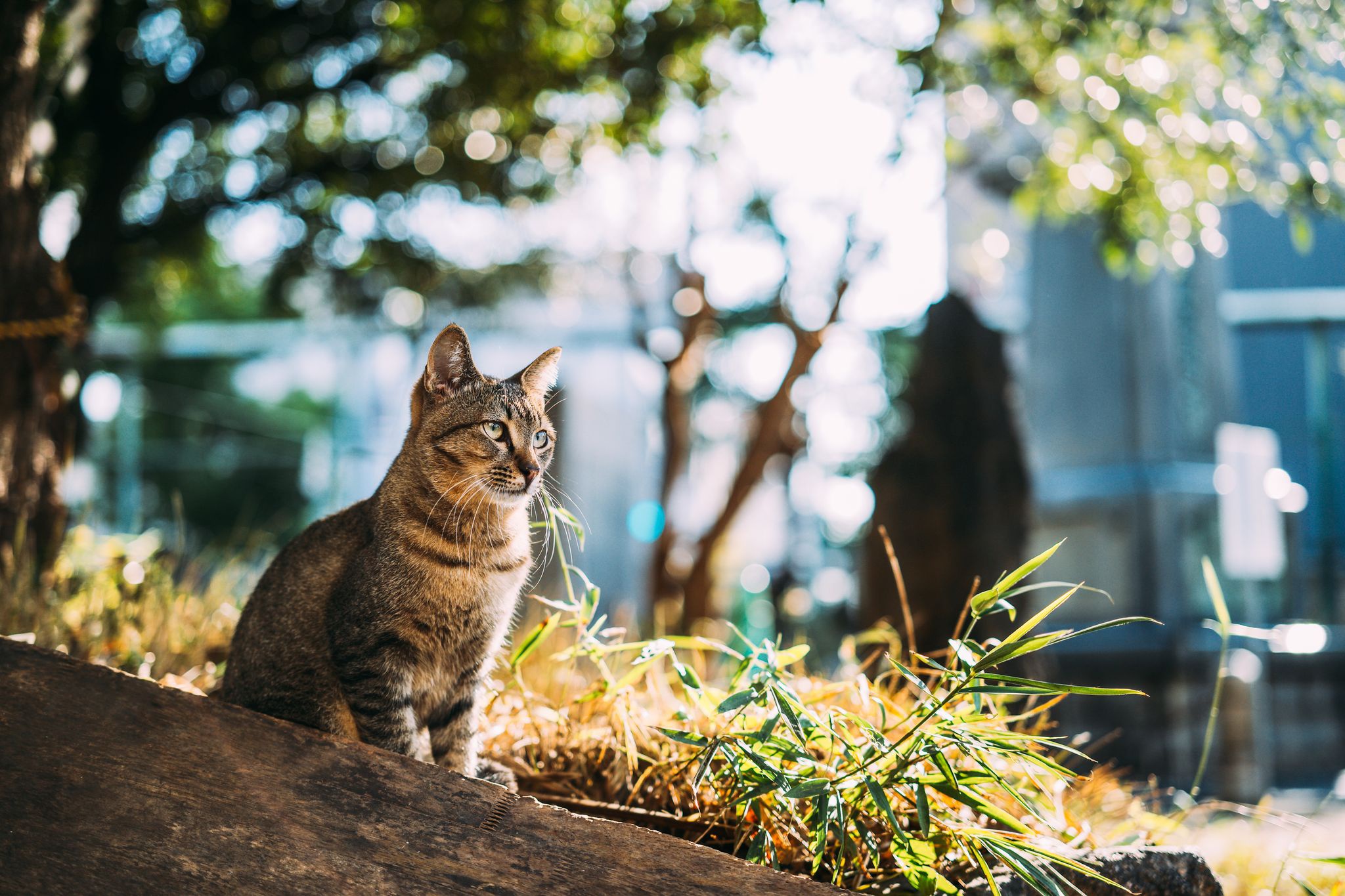 PCデスクトップに動物, ネコ, 猫, 被写界深度画像を無料でダウンロード