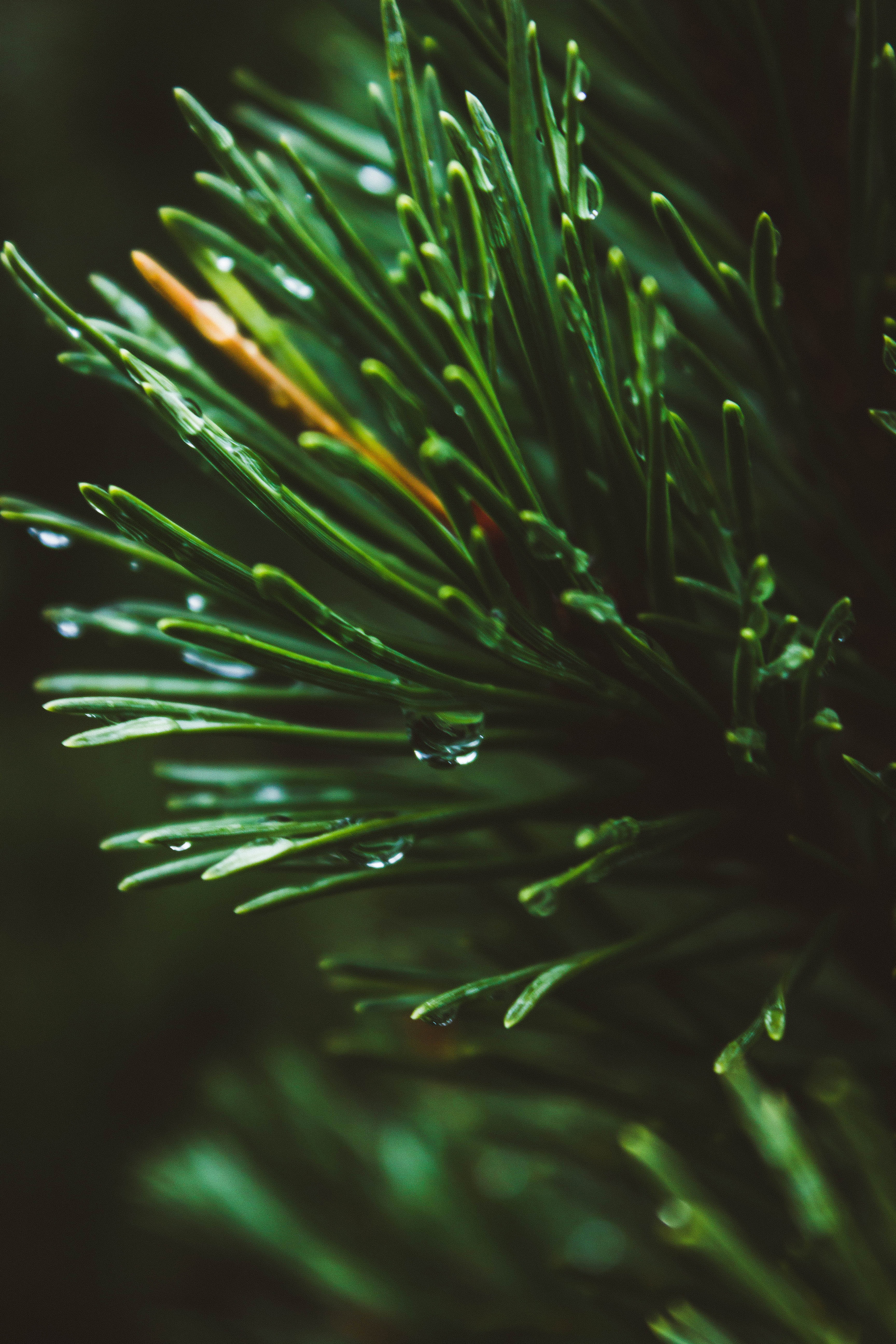 Download mobile wallpaper Needle, Spruce, Fir, Drops, Macro, Nature for free.