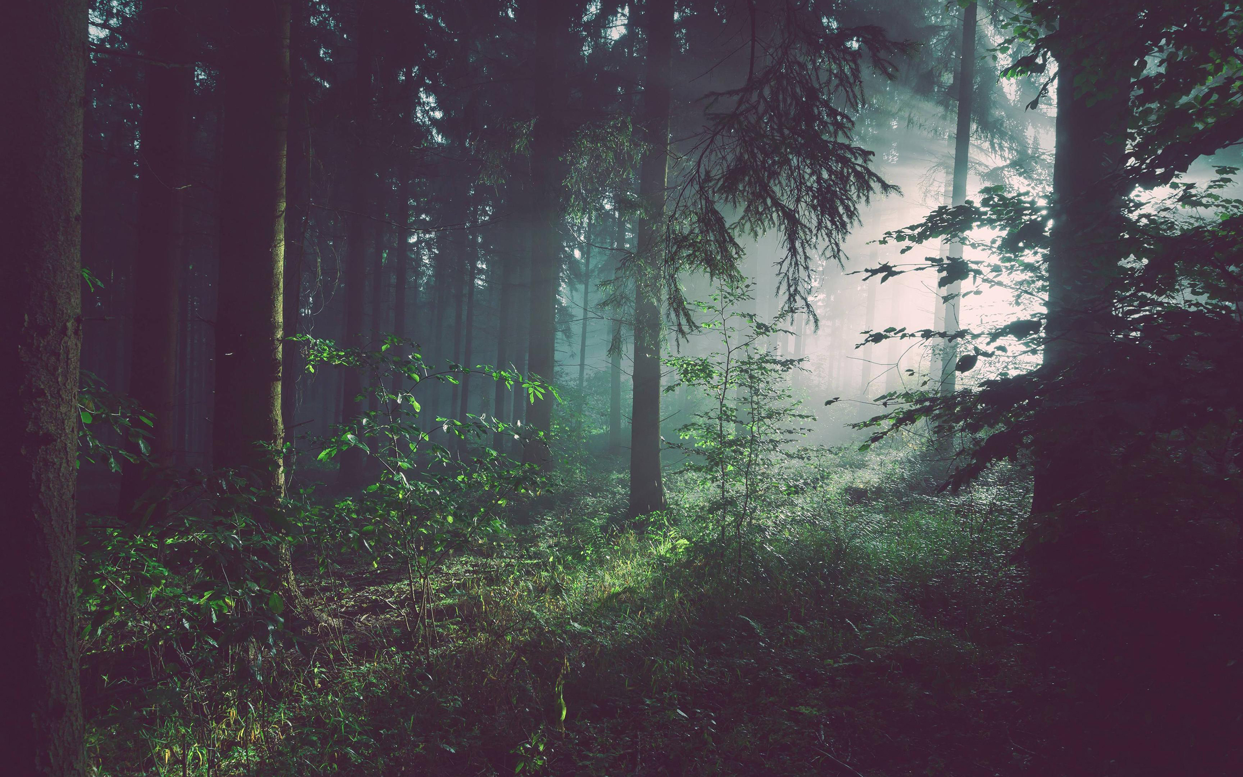 Téléchargez des papiers peints mobile Forêt, Terre/nature gratuitement.