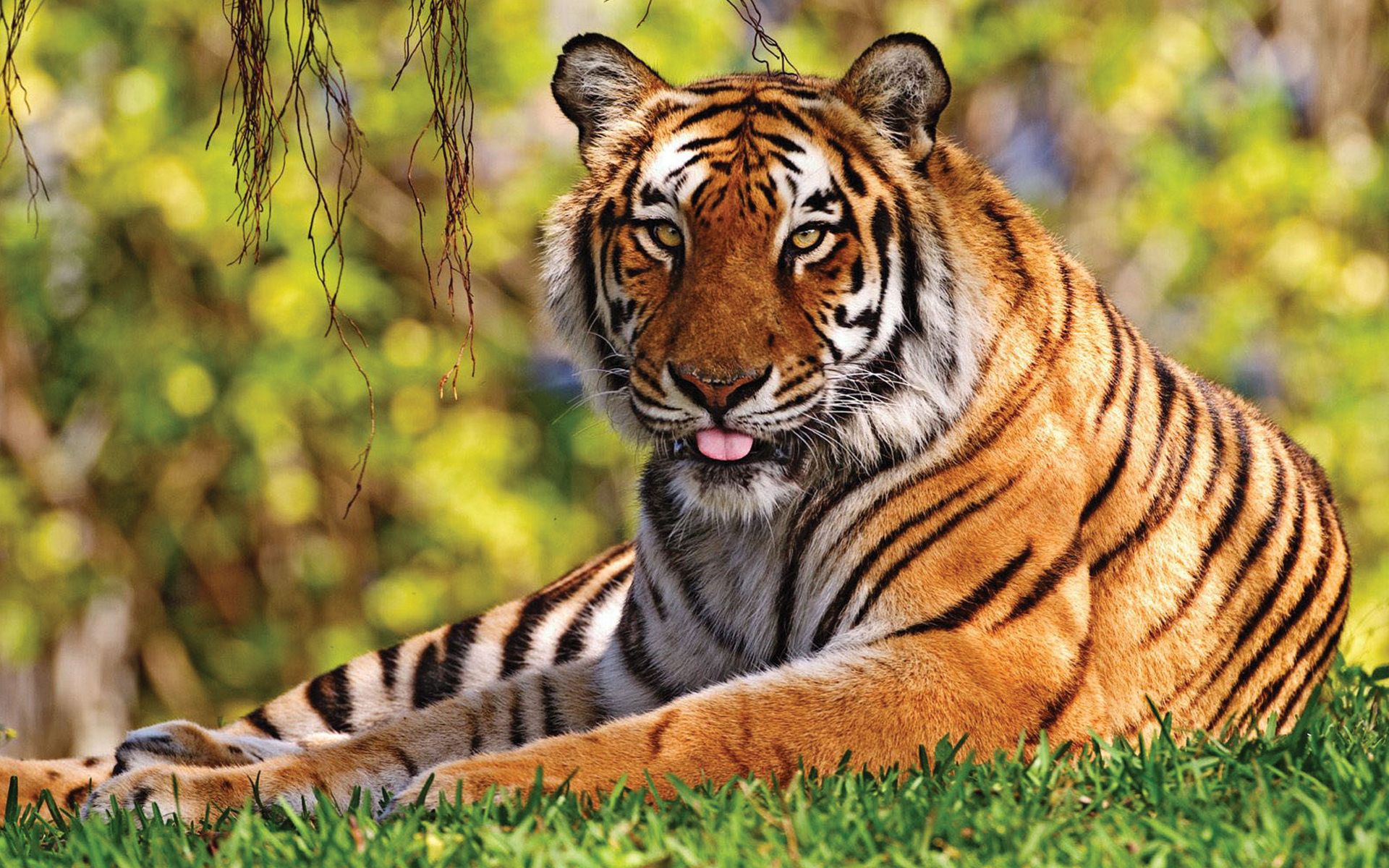 129456 скачать картинку большая кошка, животные, тигр, трава, лежать, хищник, язык - обои и заставки бесплатно