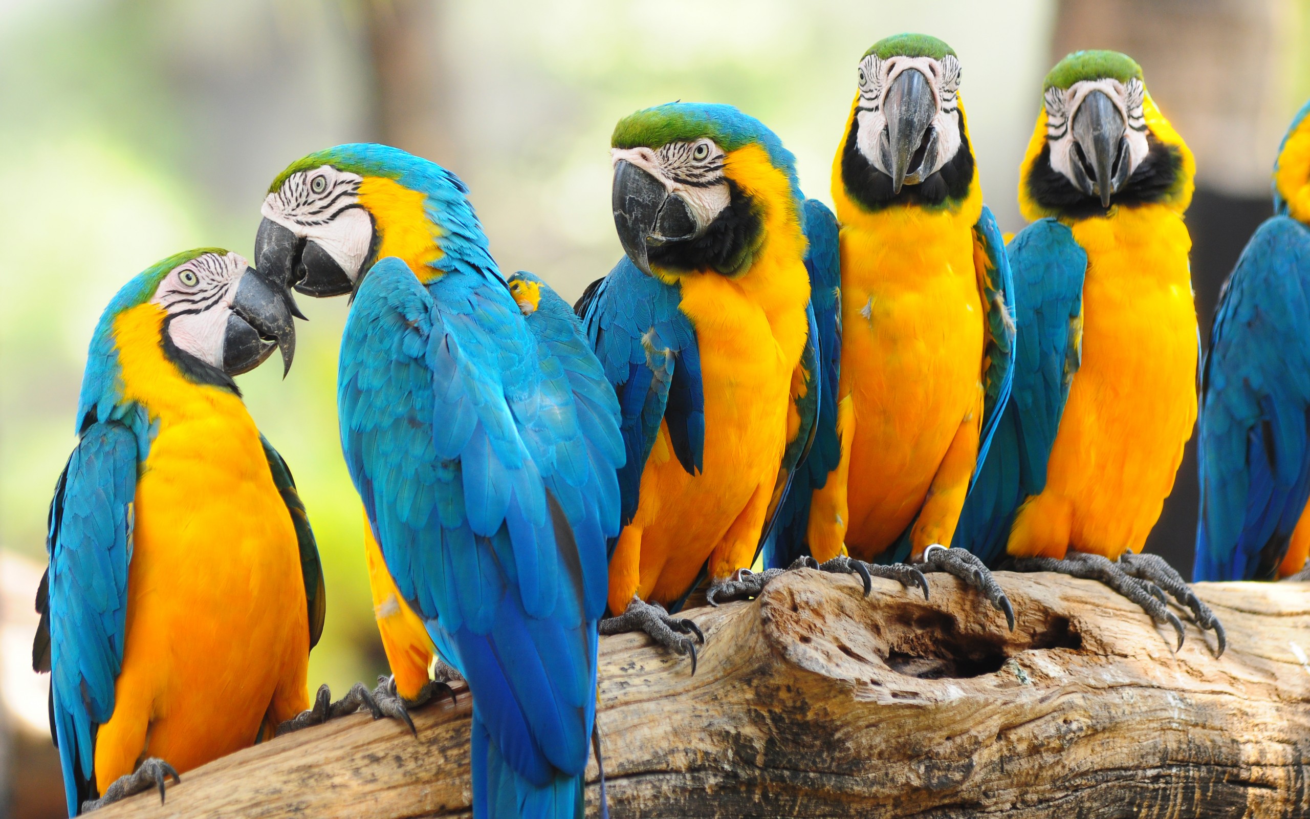 無料モバイル壁紙動物, 青と黄色のコンゴウインコをダウンロードします。