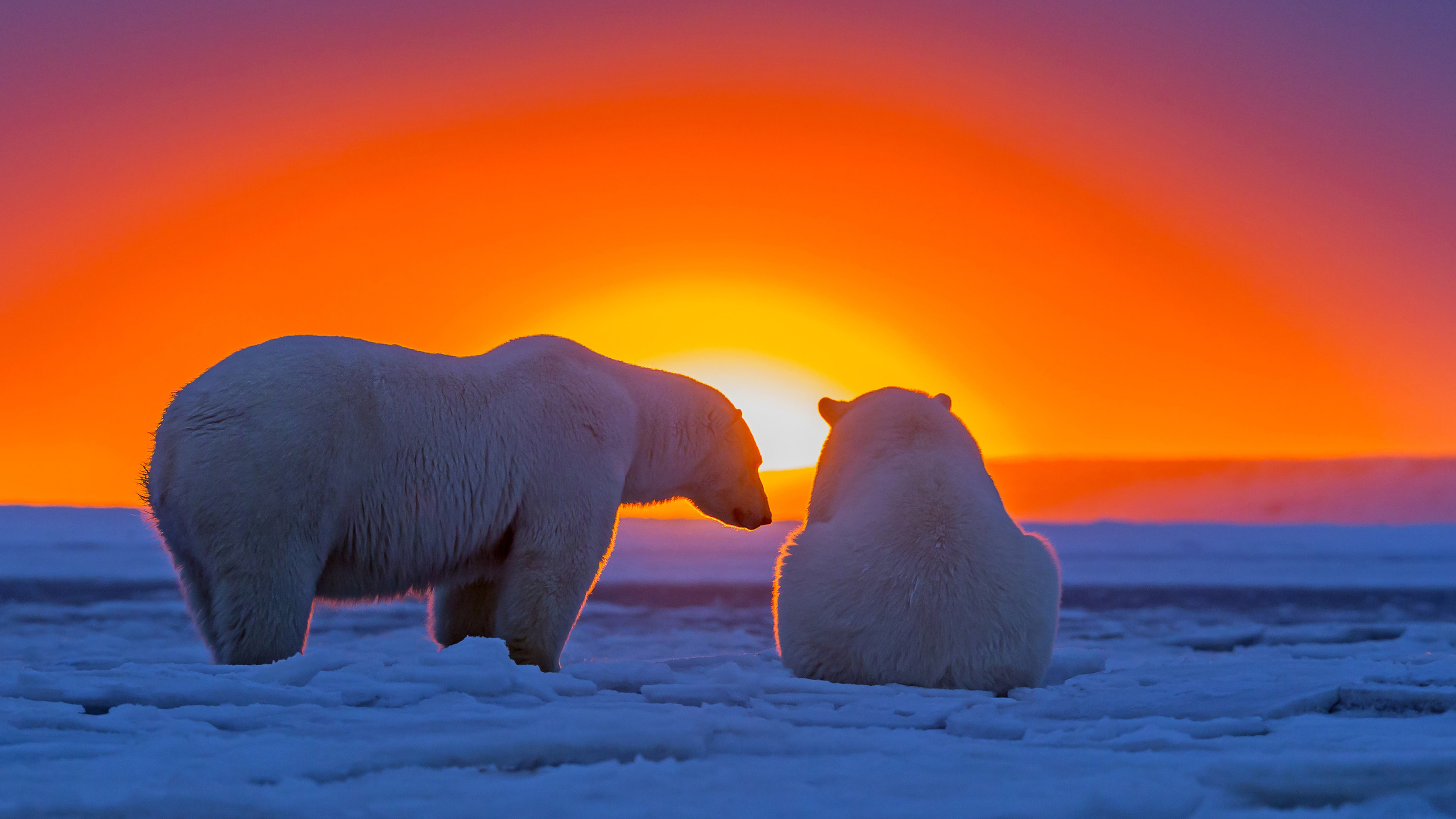 Laden Sie das Tiere, Bären, Eisbär, Sonnenuntergang-Bild kostenlos auf Ihren PC-Desktop herunter