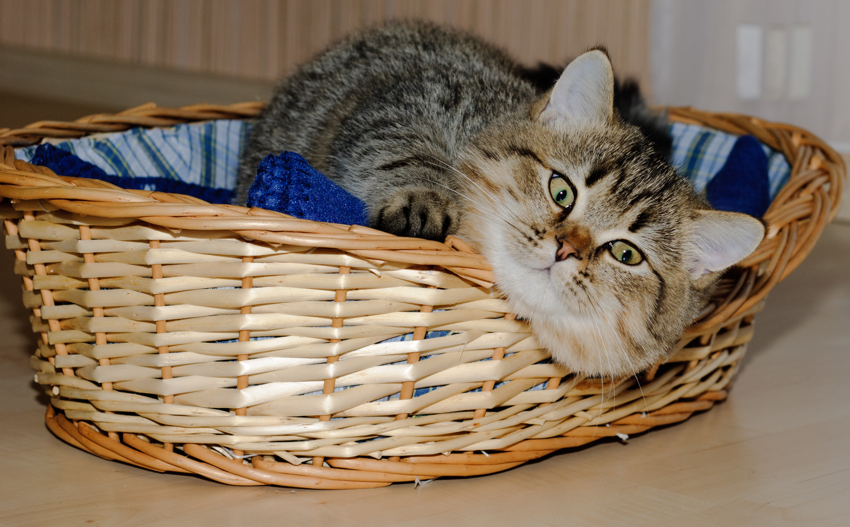 Baixe gratuitamente a imagem Gato, Gatos, Animais na área de trabalho do seu PC