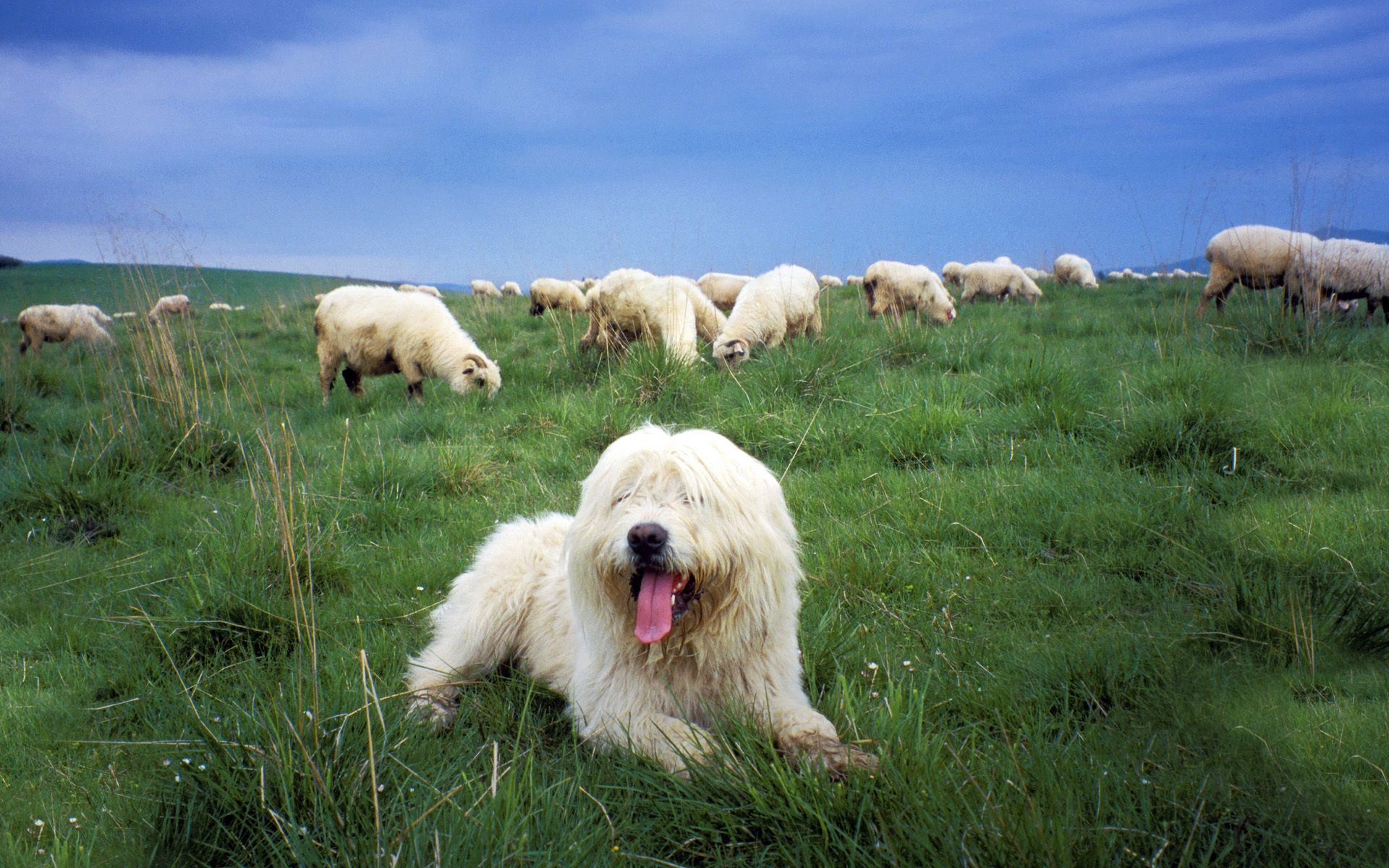 97883 завантажити шпалери тварини, трава, вівчарка, стада, стадо, пастух, польська низинна вівчарка, польська низовинська вівчарка - заставки і картинки безкоштовно