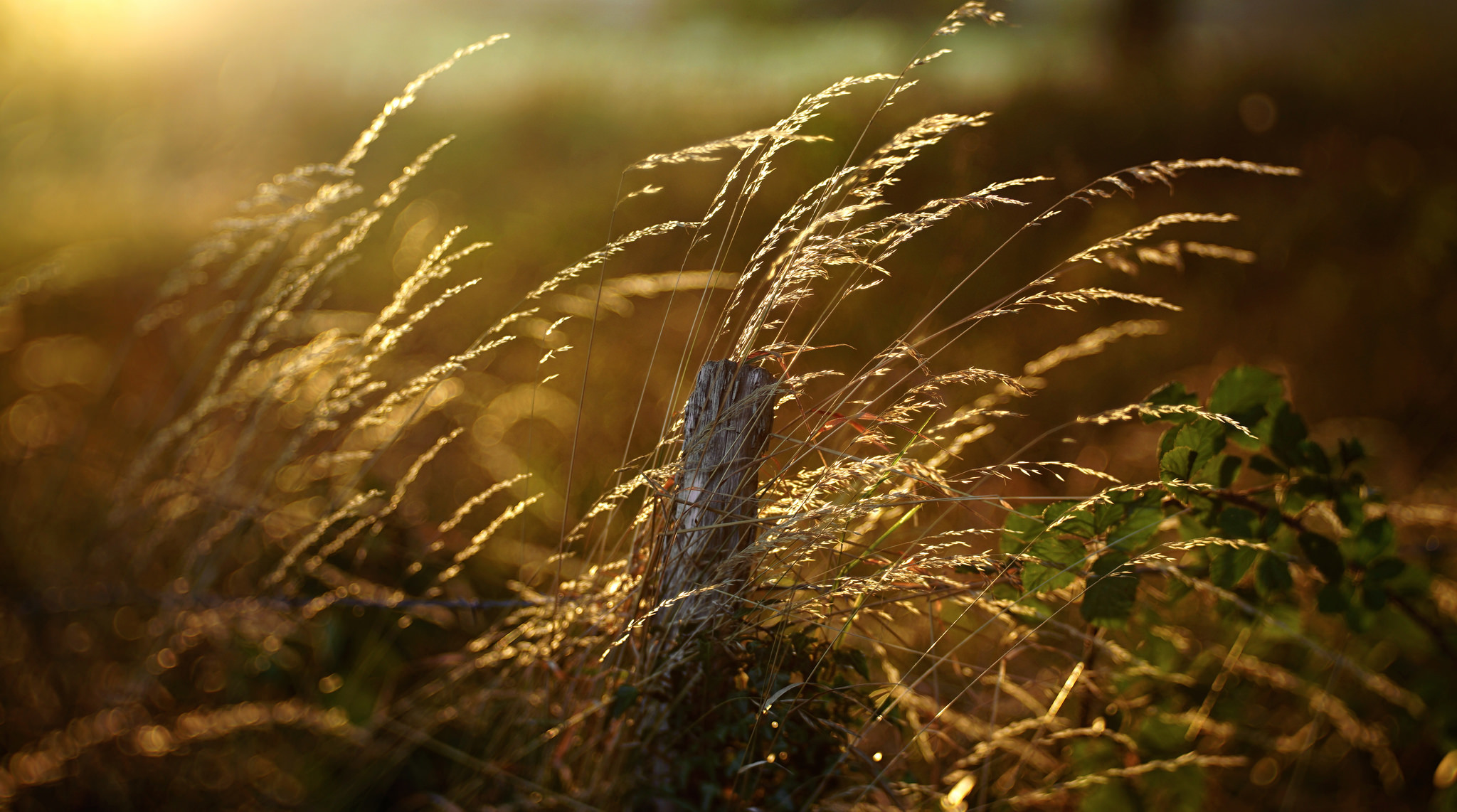 Free download wallpaper Nature, Plant, Earth, Bokeh, Sunny on your PC desktop