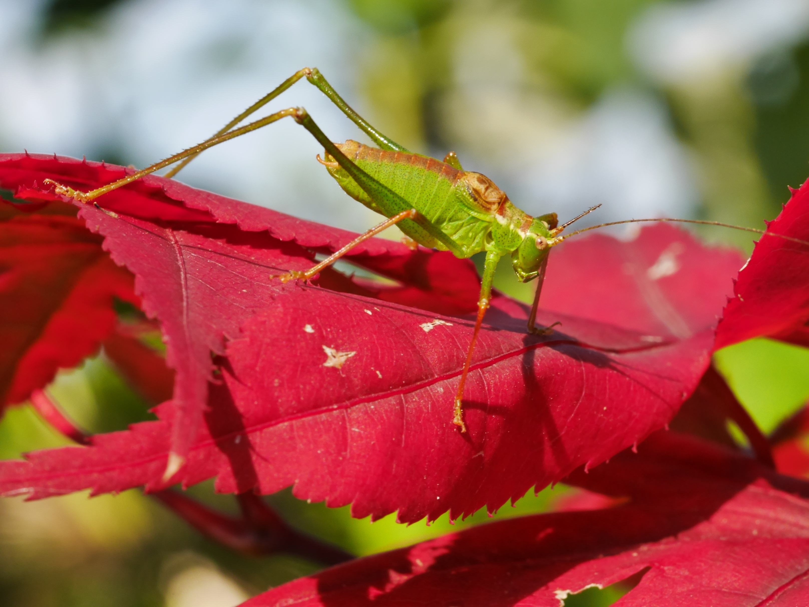 Download mobile wallpaper Macro, Leaf, Insect, Animal, Grasshopper for free.