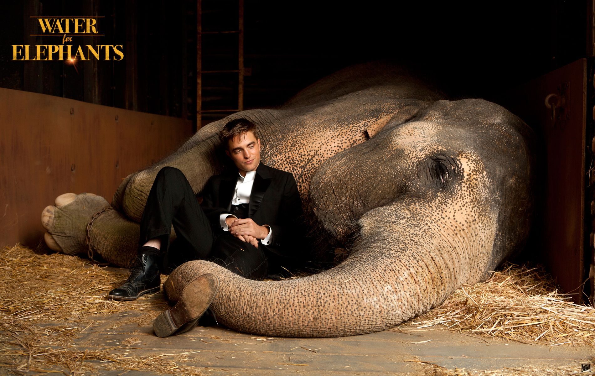 Baixar papel de parede para celular de Robert Pattinson, Filme, Elefante, Água Para Elefantes gratuito.