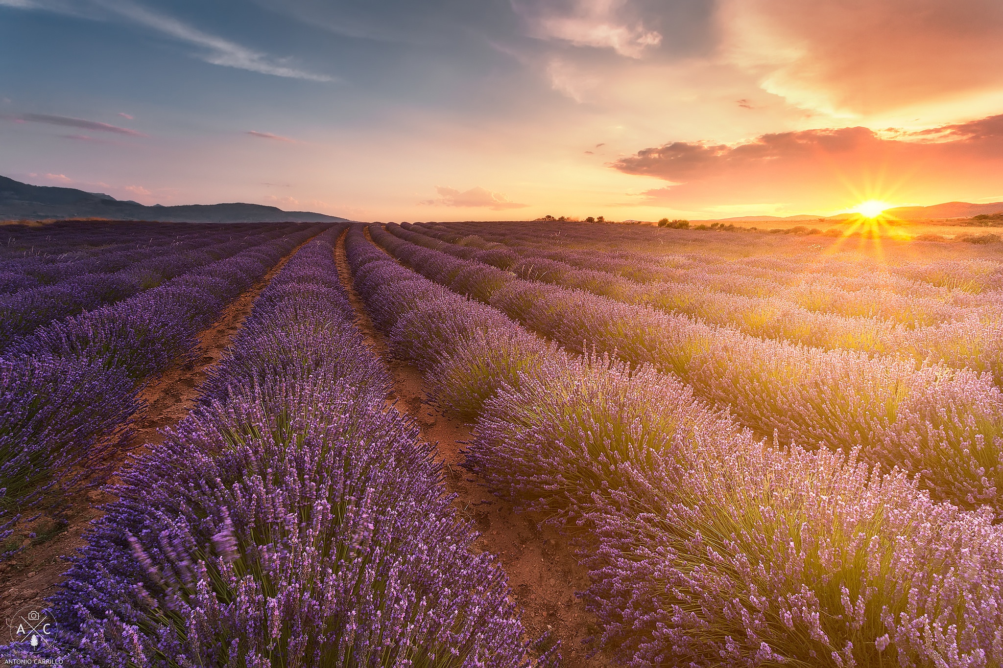 Free download wallpaper Nature, Flowers, Horizon, Sunrise, Earth, Field, Lavender, Purple Flower on your PC desktop