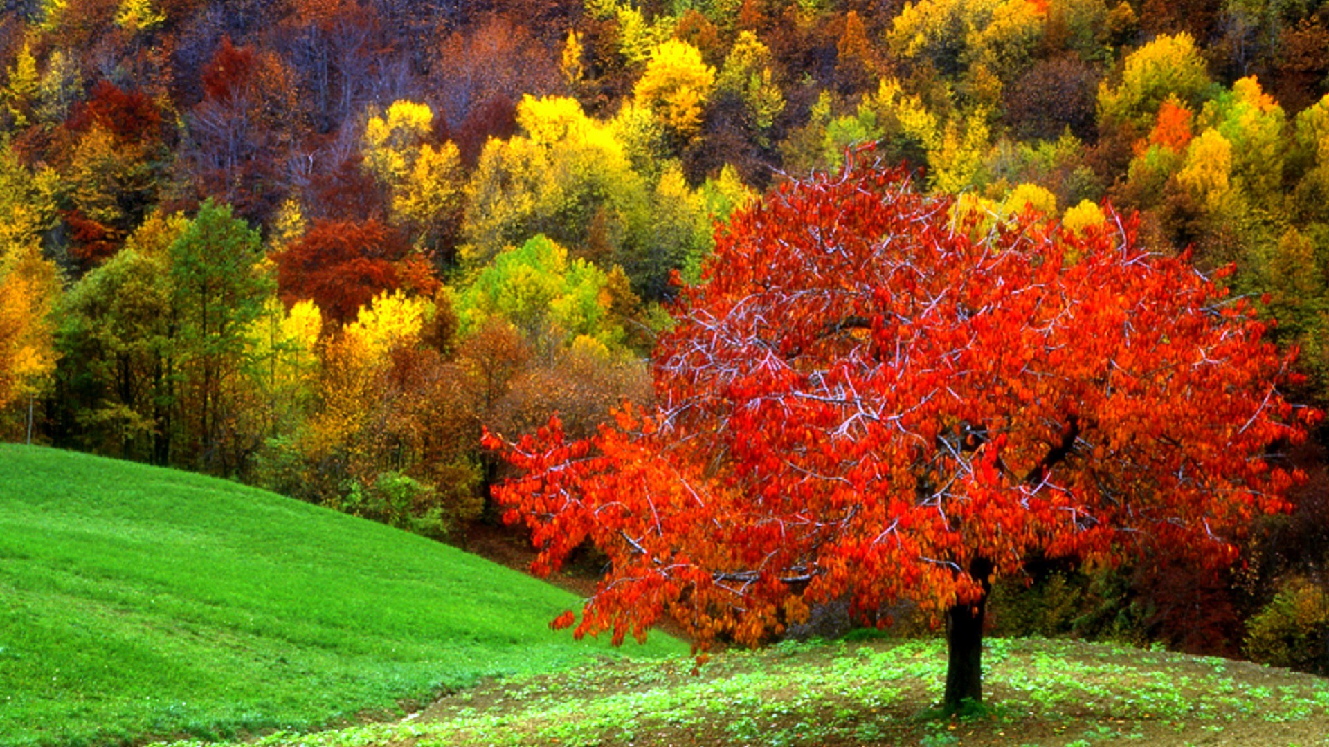 Handy-Wallpaper Herbst, Wald, Baum, Erde/natur kostenlos herunterladen.