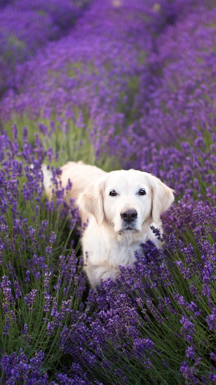 Handy-Wallpaper Tiere, Hunde, Blume, Hund, Golden Retriever, Lavendel kostenlos herunterladen.